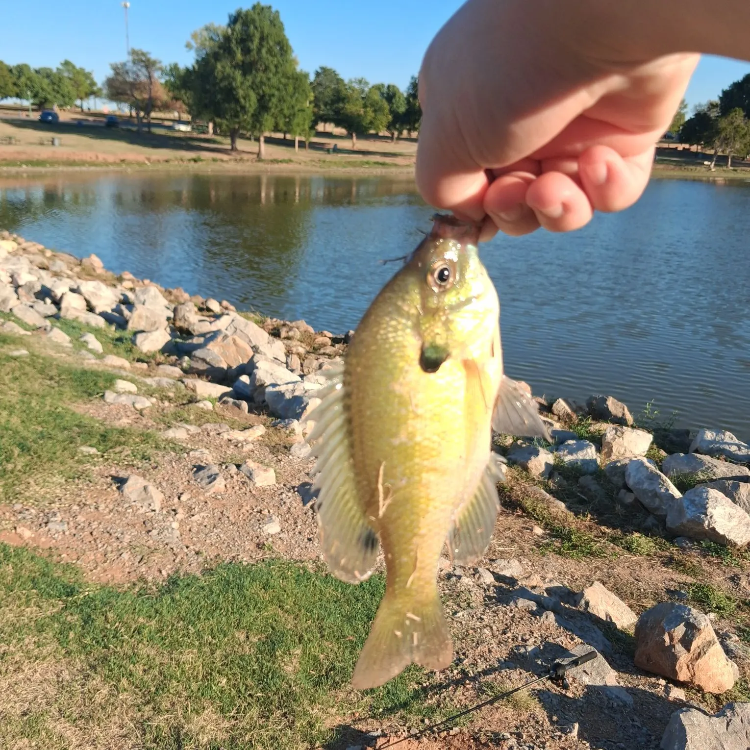 Bluegill caught on Fishbrain