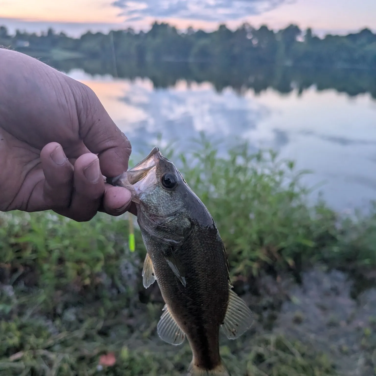 Largemouth bass caught on Fishbrain