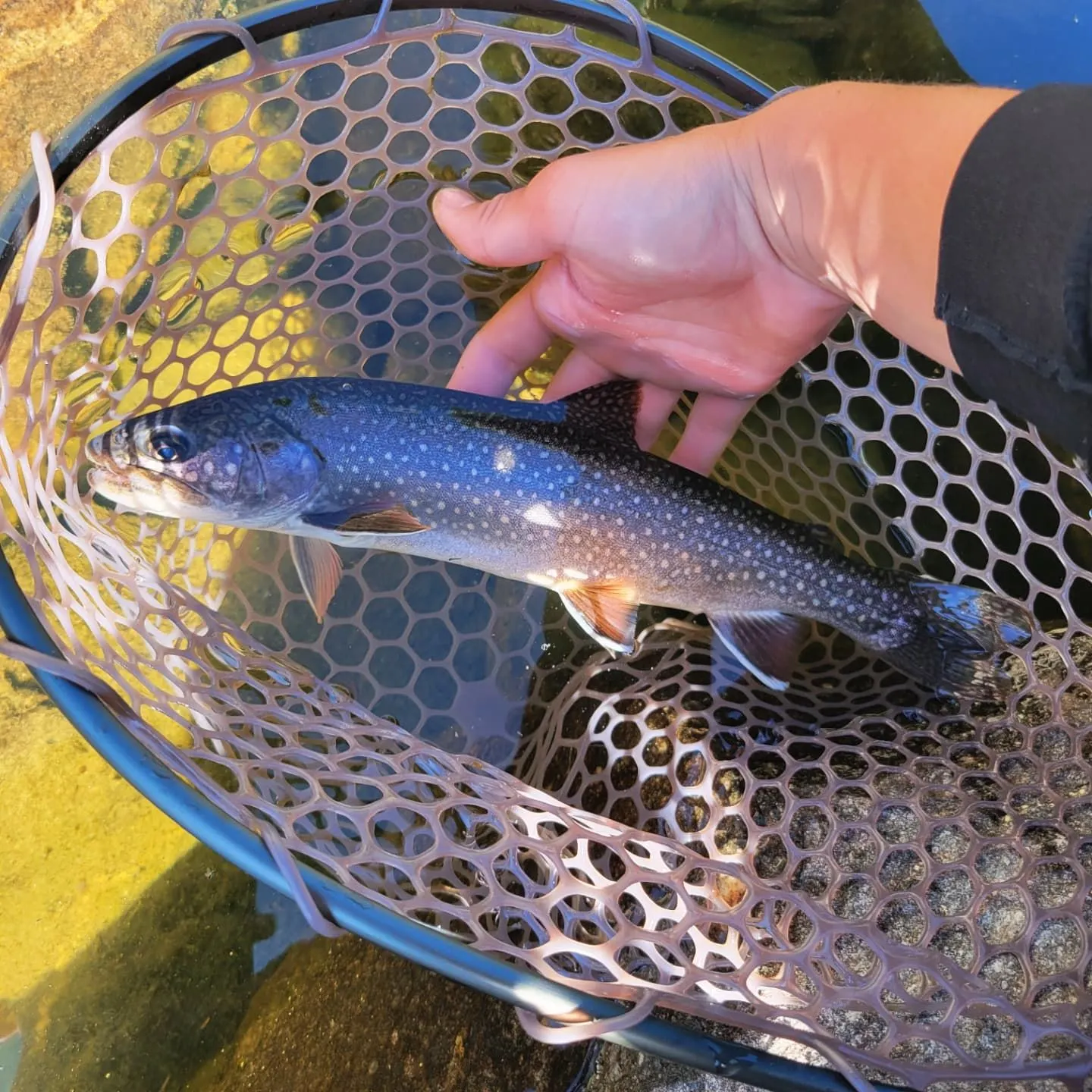 The most recent Splake catches on Fishbrain