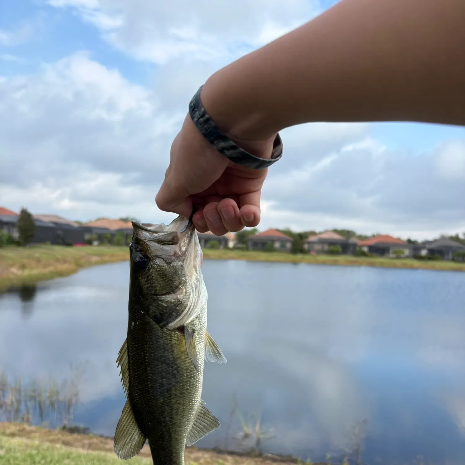 The most recent Largemouth bass catches on Fishbrain