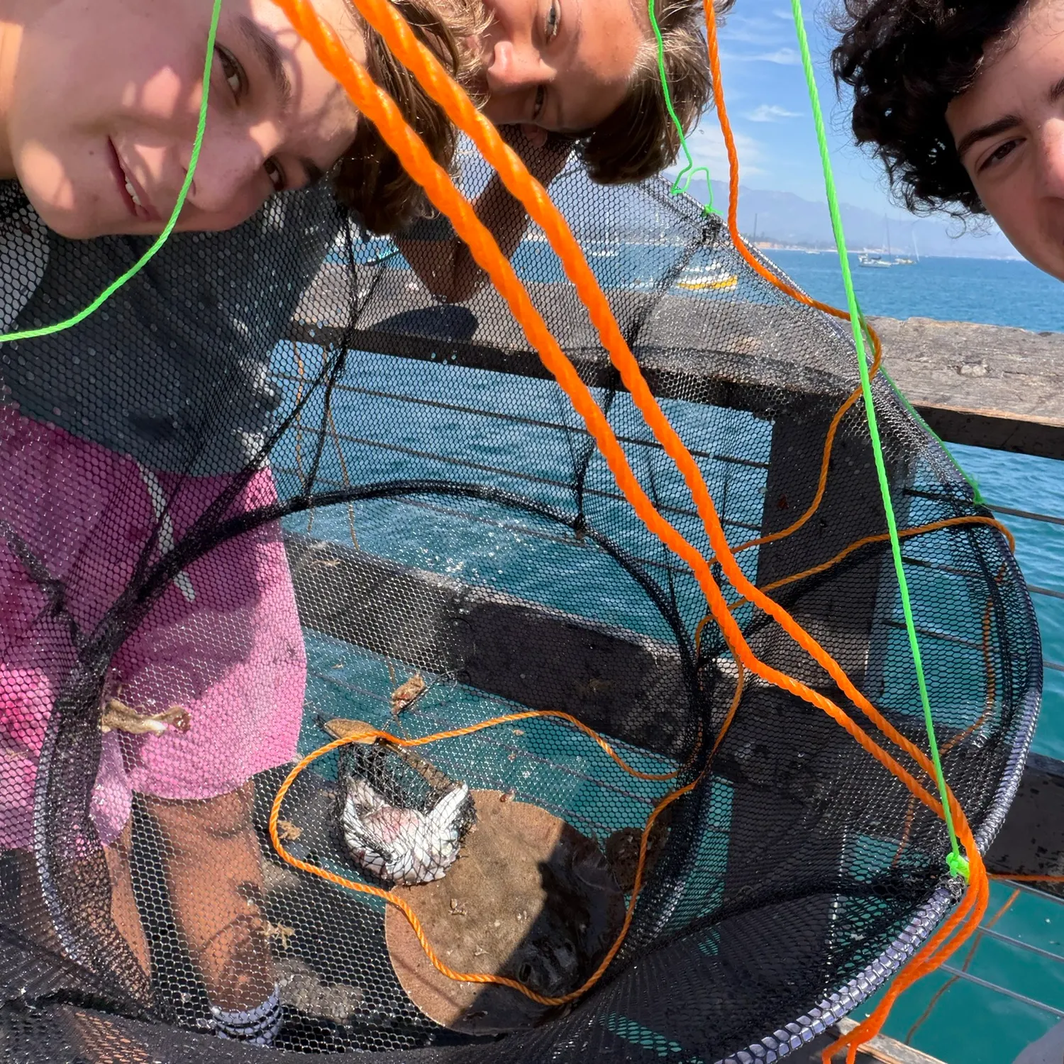 Haller's round ray caught on Fishbrain