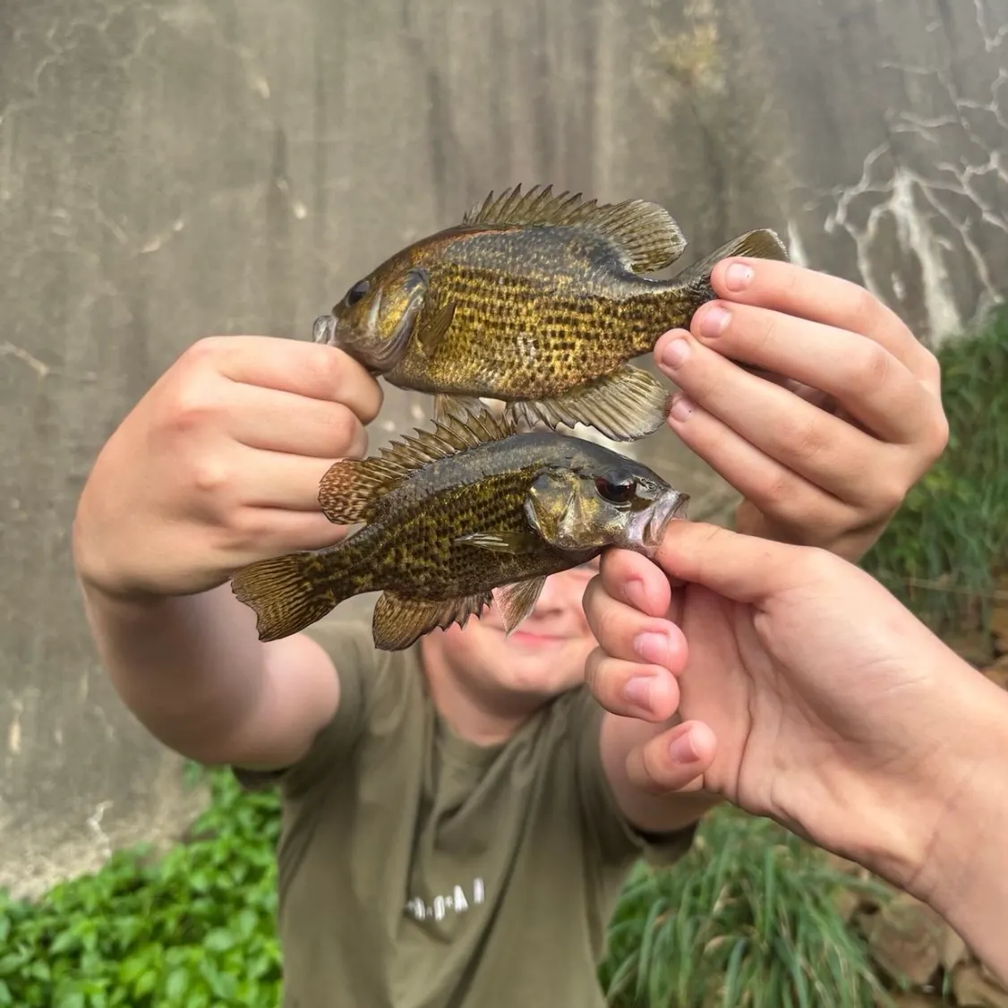 Rock bass caught on Fishbrain
