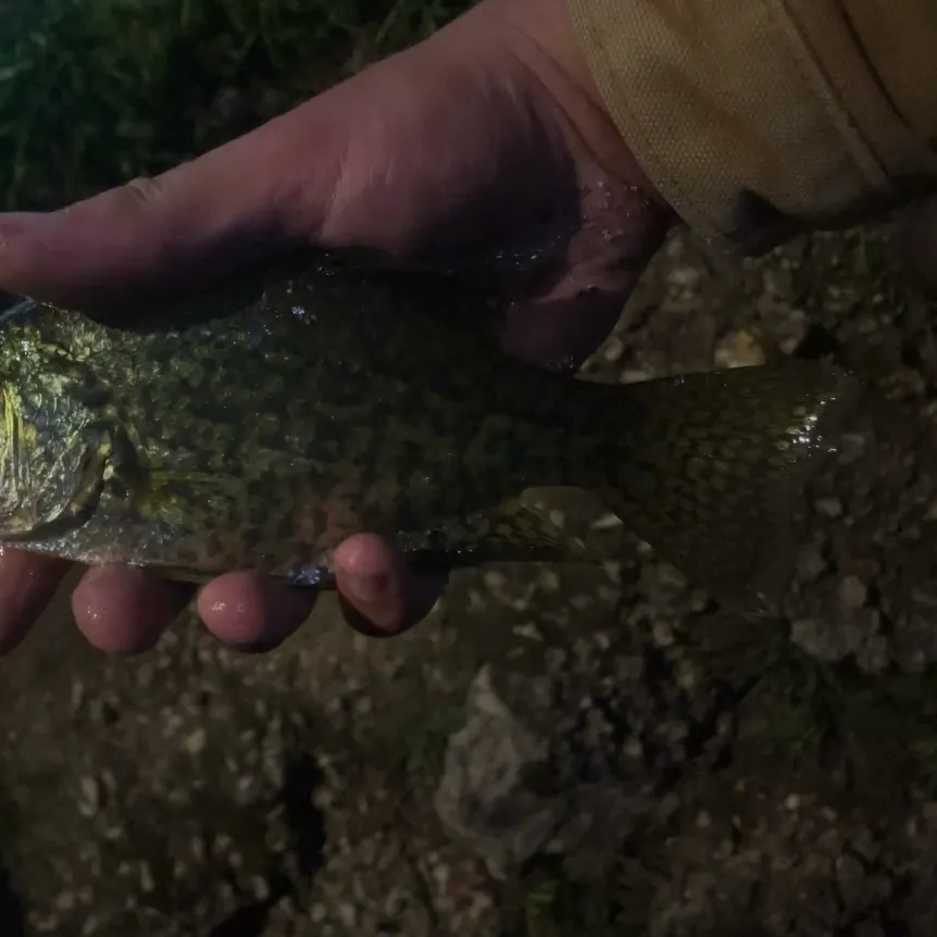 Black crappie caught on Fishbrain