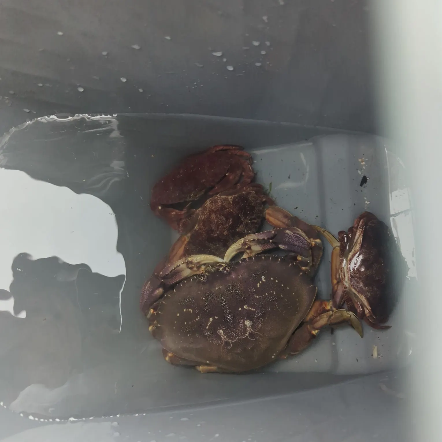 The most recent Red rock crab catches on Fishbrain