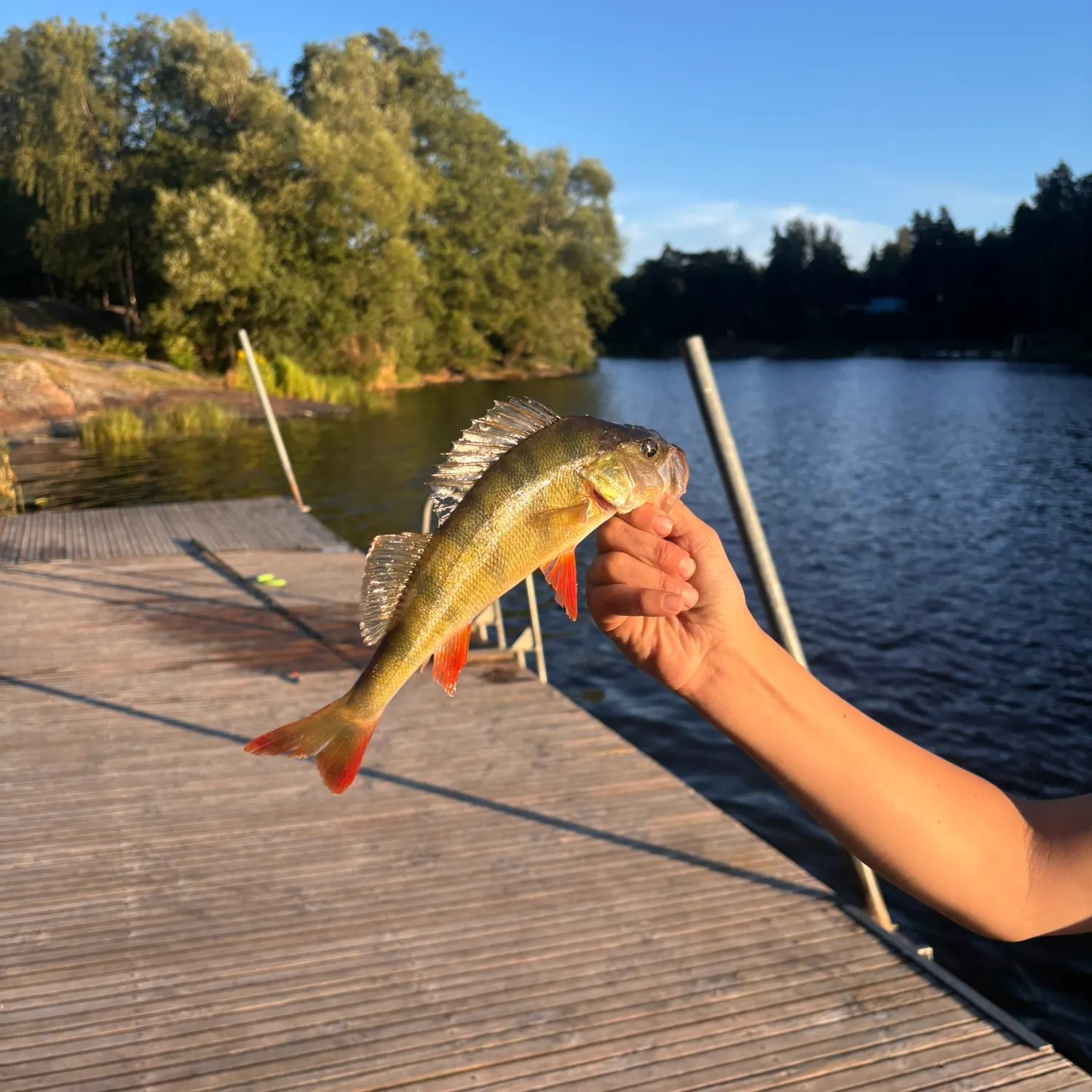 European perch caught on Fishbrain