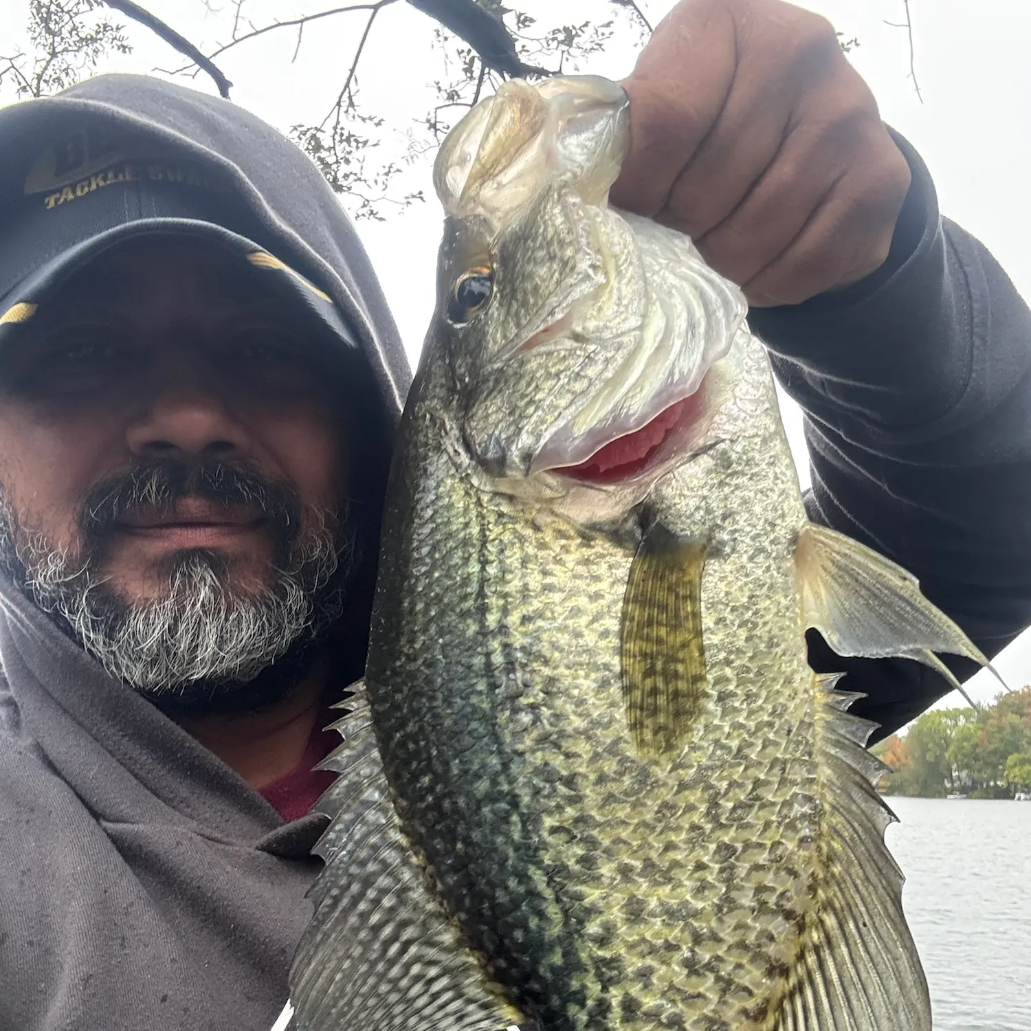 Black crappie caught on Fishbrain