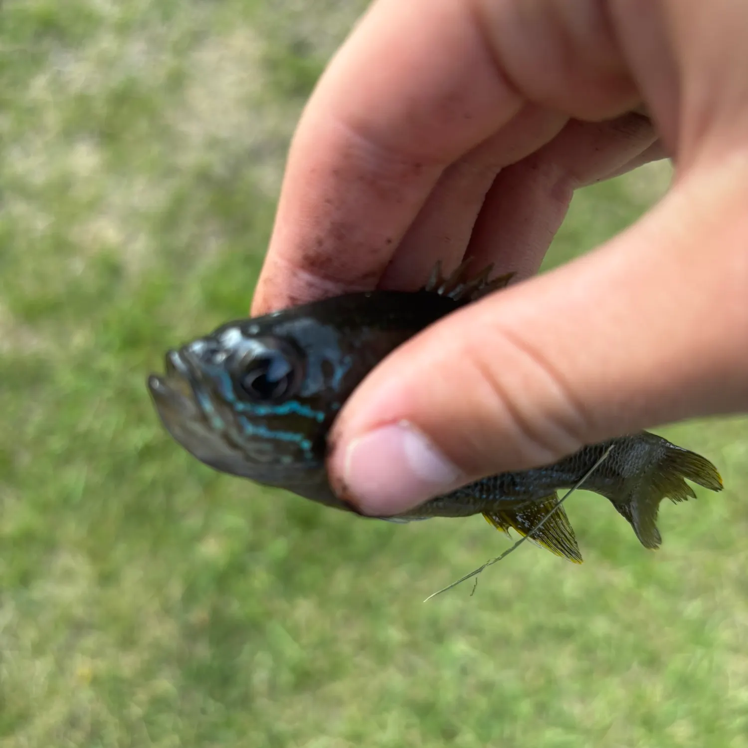 The most recent Dollar sunfish catches on Fishbrain