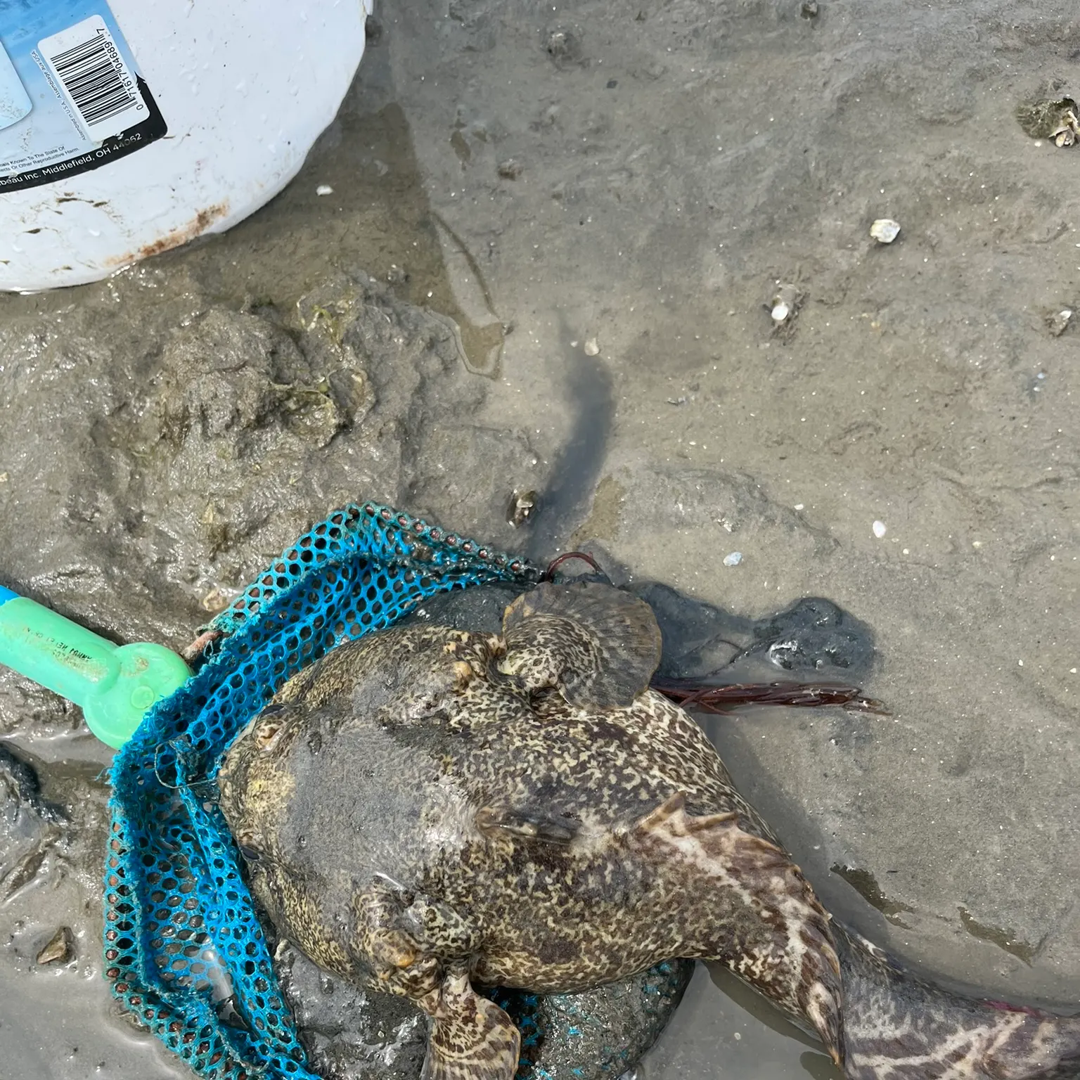 The most recent Gulf toadfish catches on Fishbrain