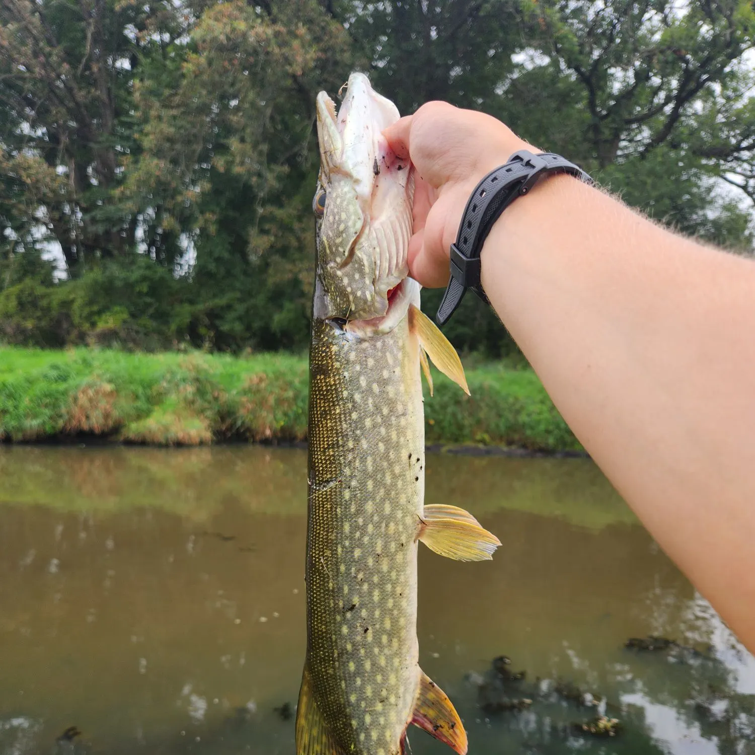 catch