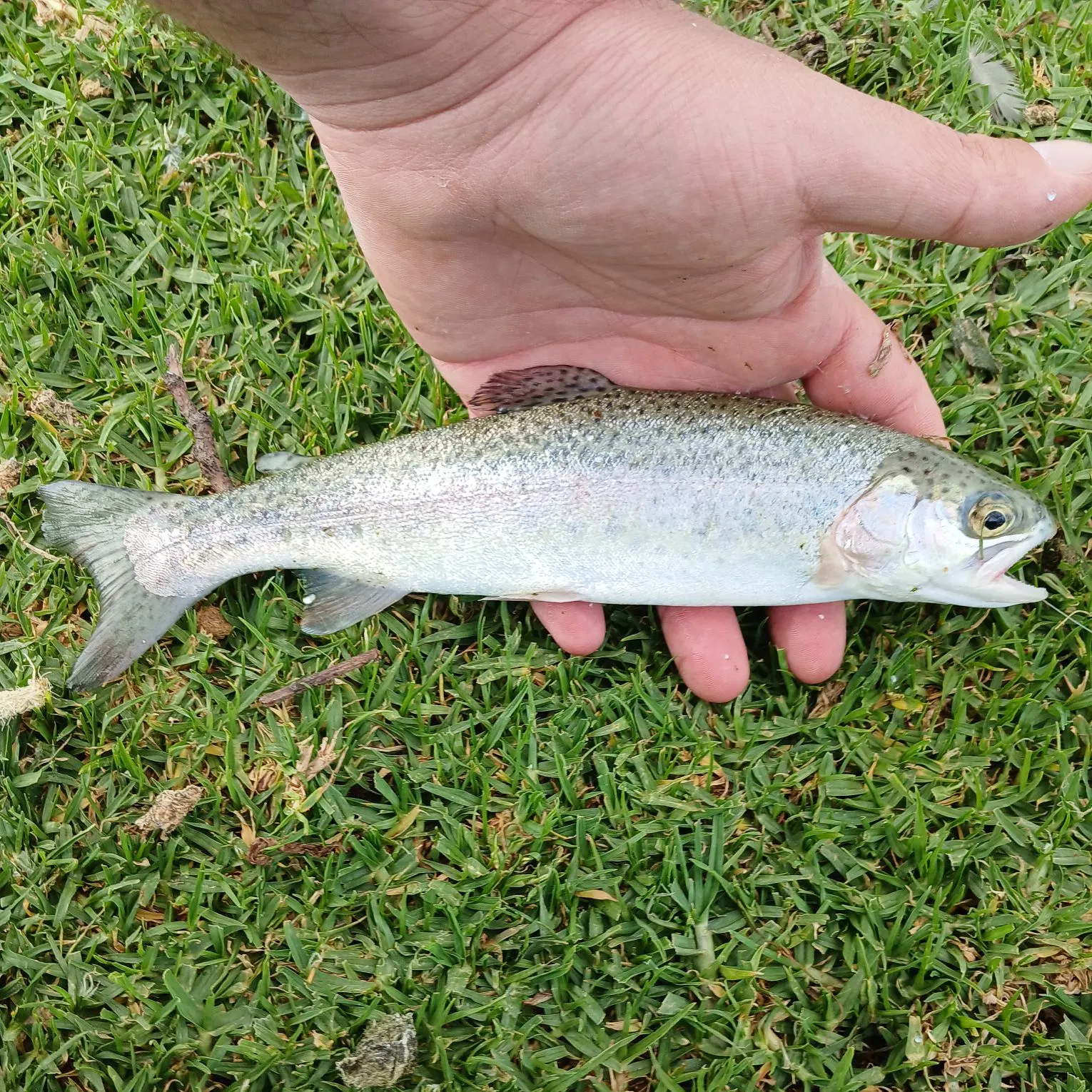 Rainbow trout caught on Fishbrain