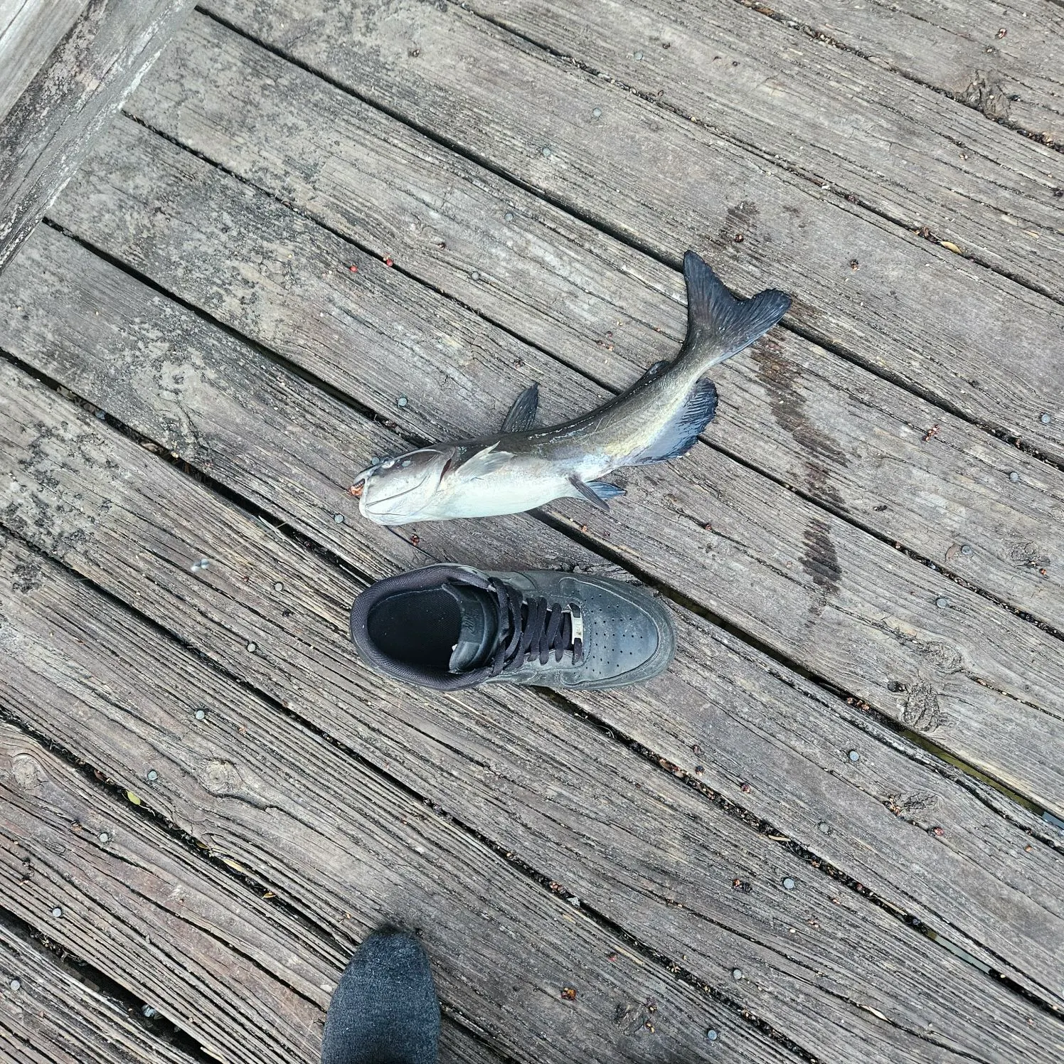 The most recent Channel catfish catches on Fishbrain