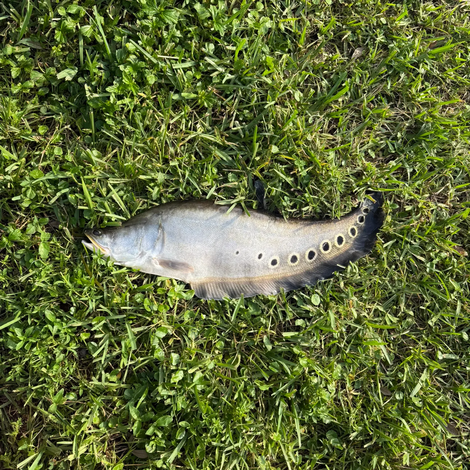 Clown knifefish caught on Fishbrain
