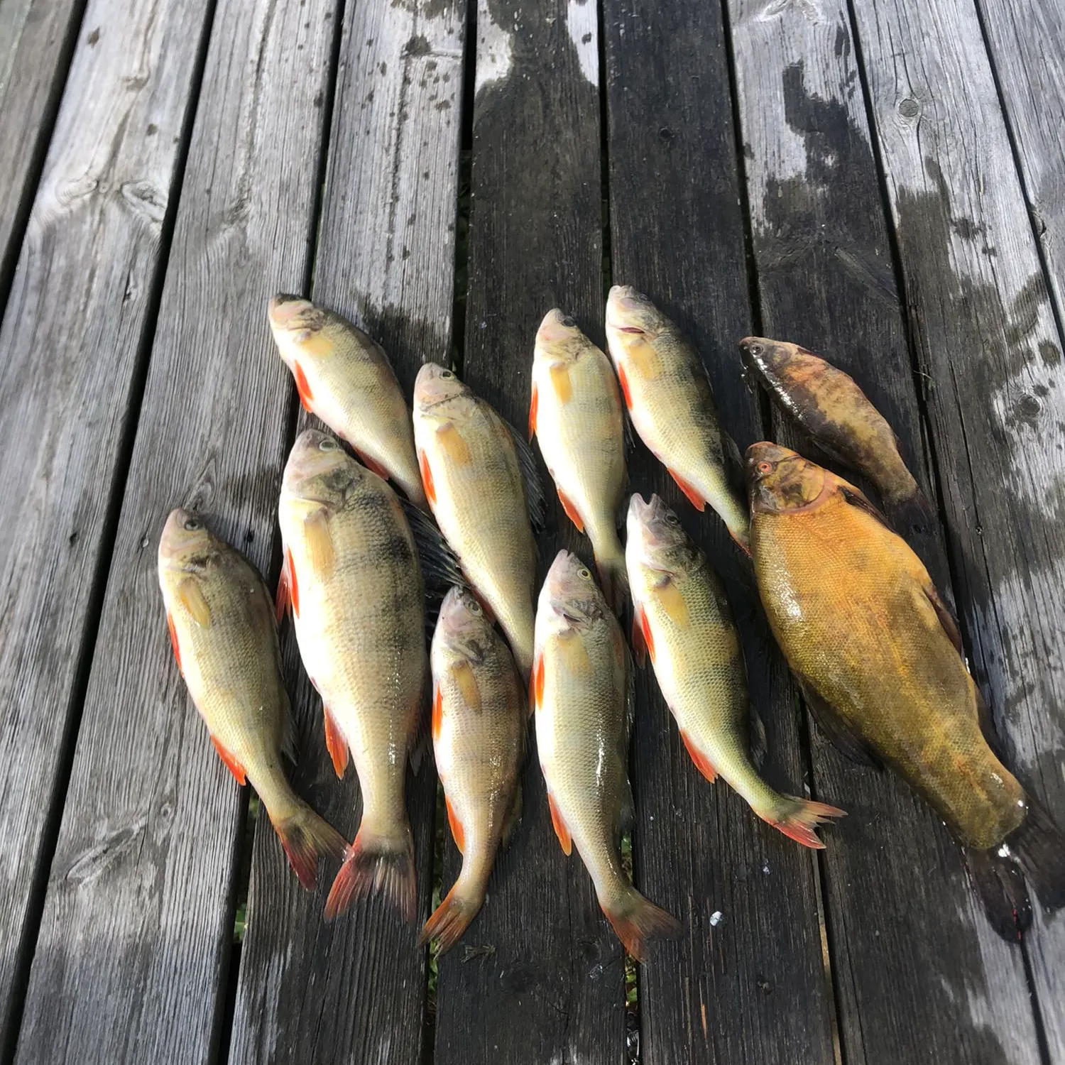 recently logged catches