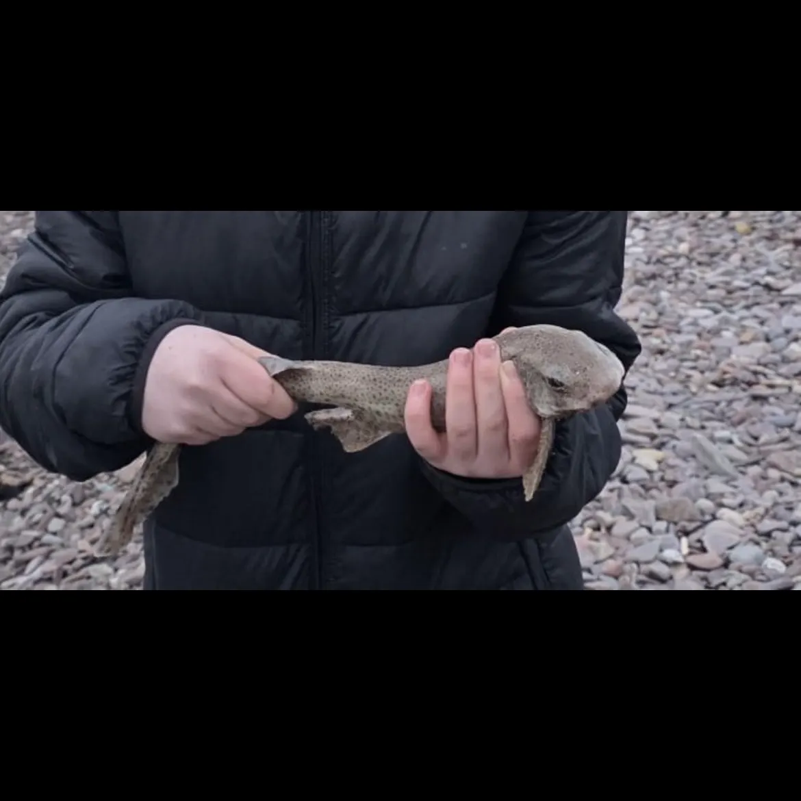 Lesser spotted dogfish caught on Fishbrain