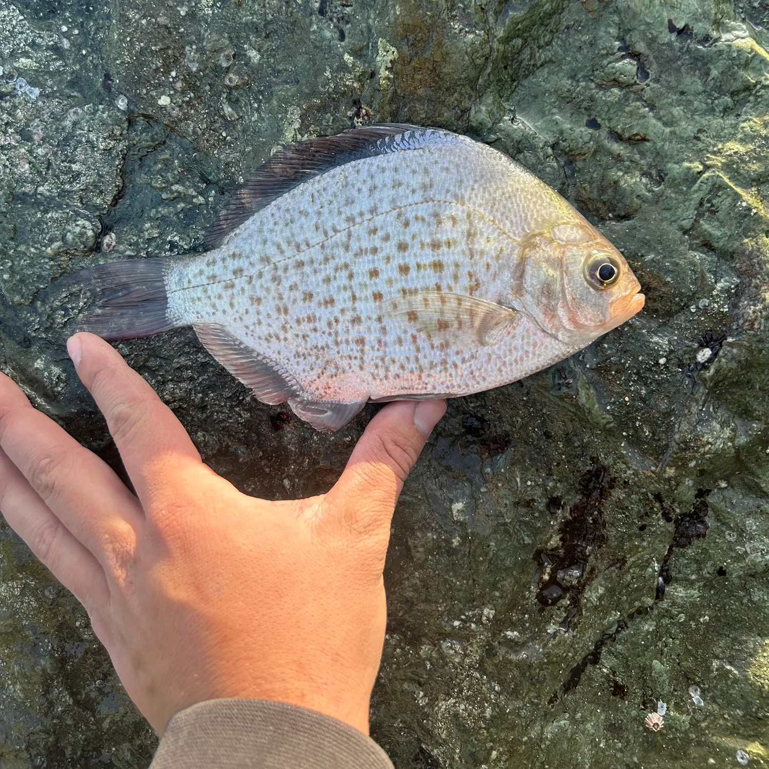 The most recent Calico surfperch catches on Fishbrain