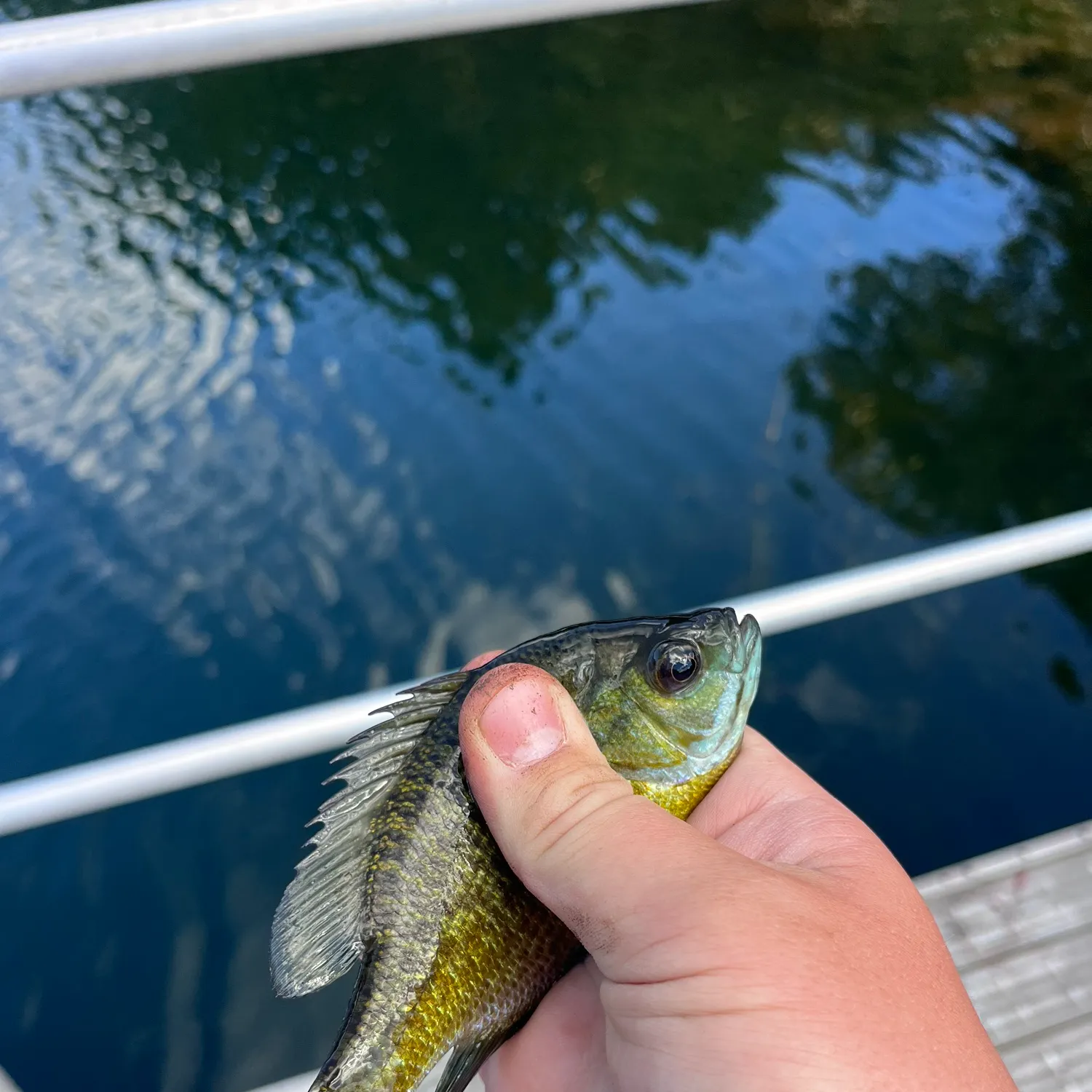 Bluegill caught on Fishbrain