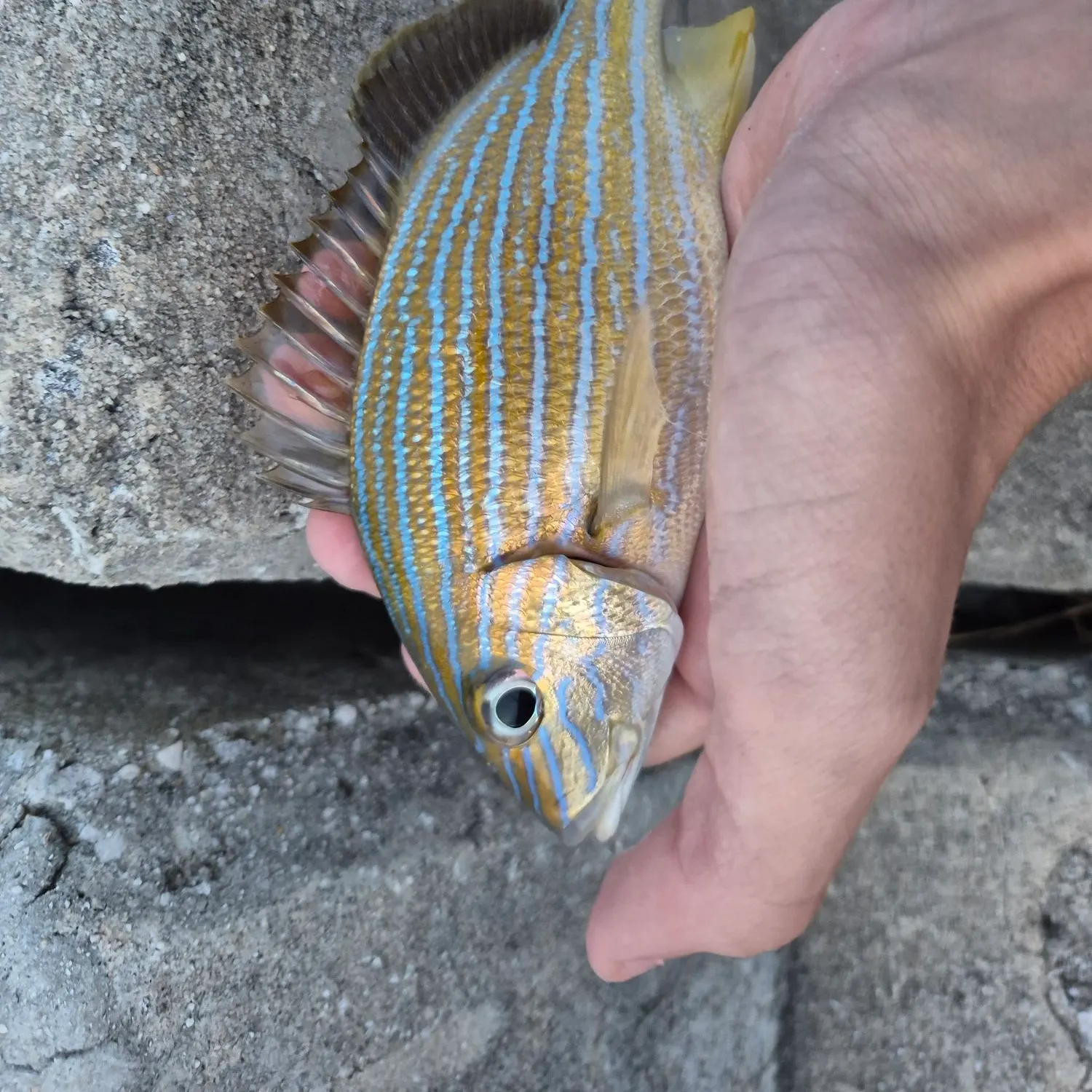 The most recent Bluestriped grunt catches on Fishbrain