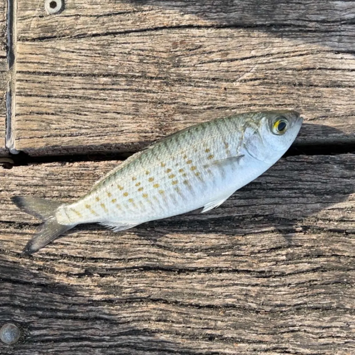 The most recent Eastern Australian salmon catches on Fishbrain