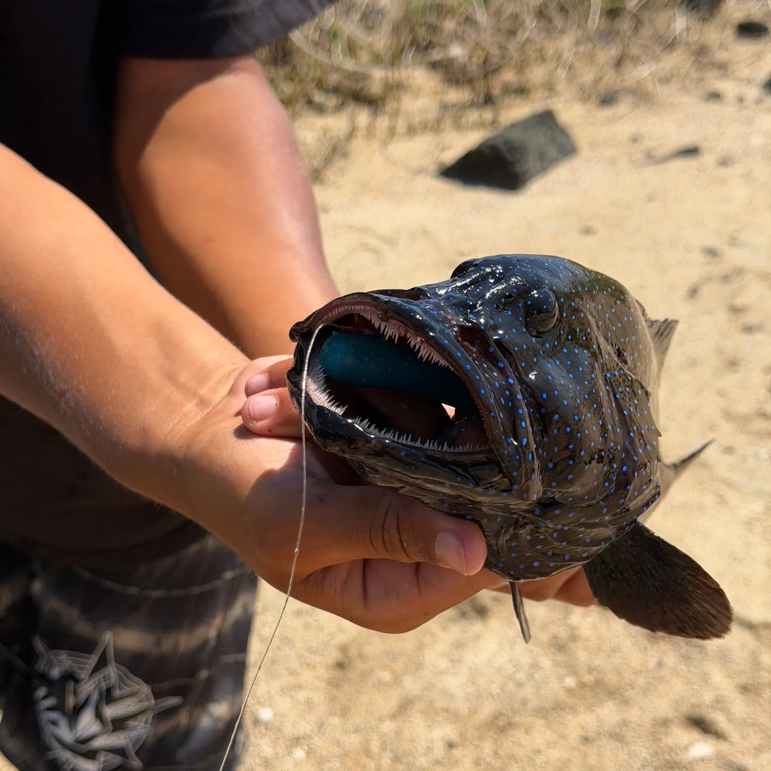 The most recent Peacock hind catches on Fishbrain