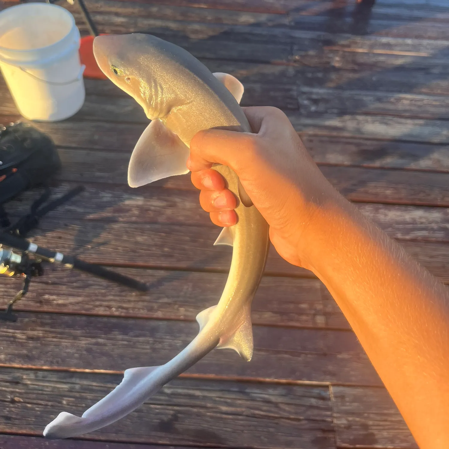 Dusky smooth-hound caught on Fishbrain