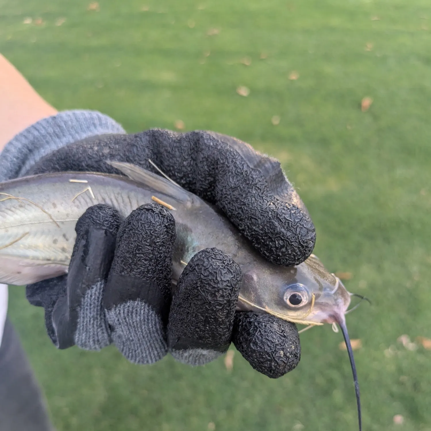 Channel catfish caught on Fishbrain