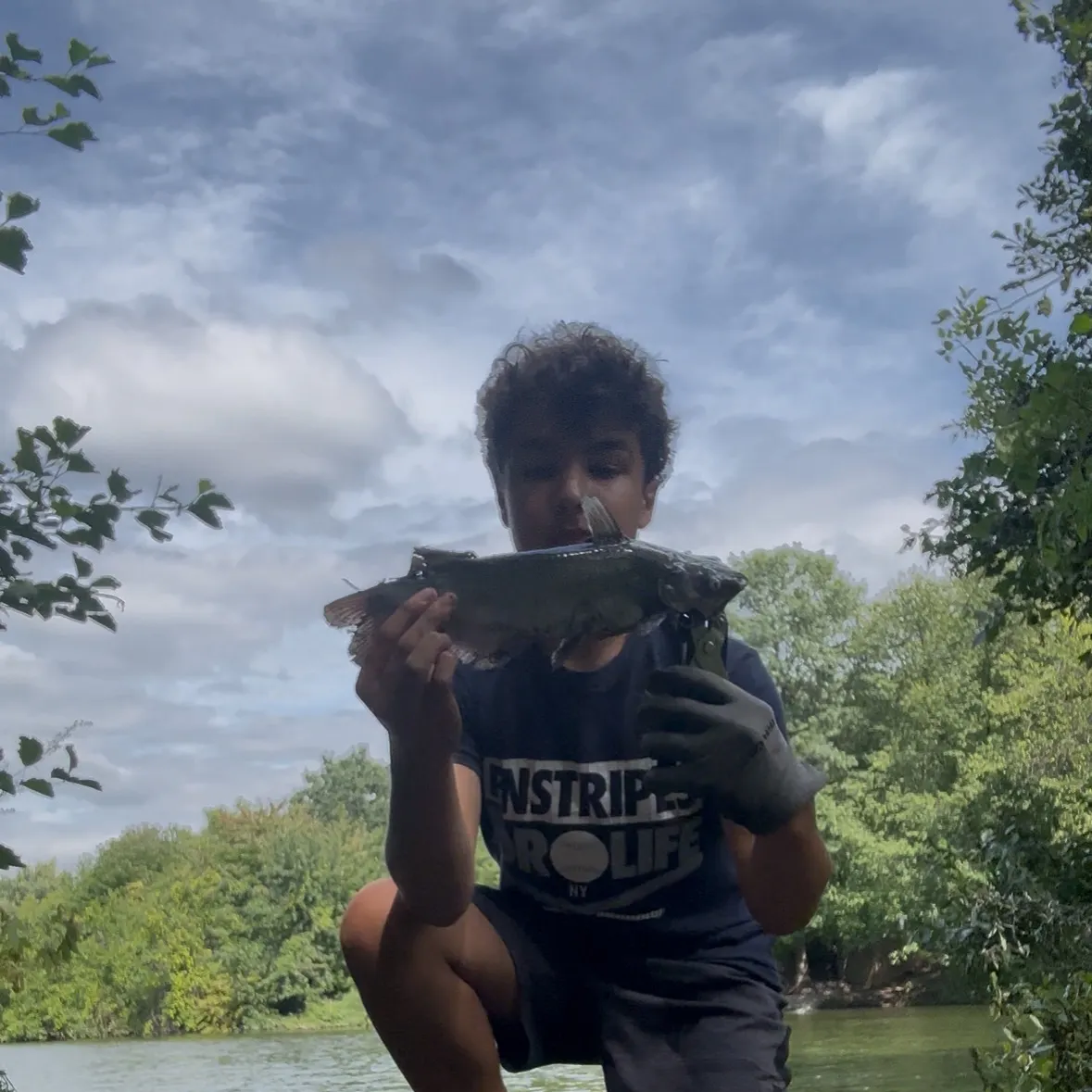 Channel catfish caught on Fishbrain