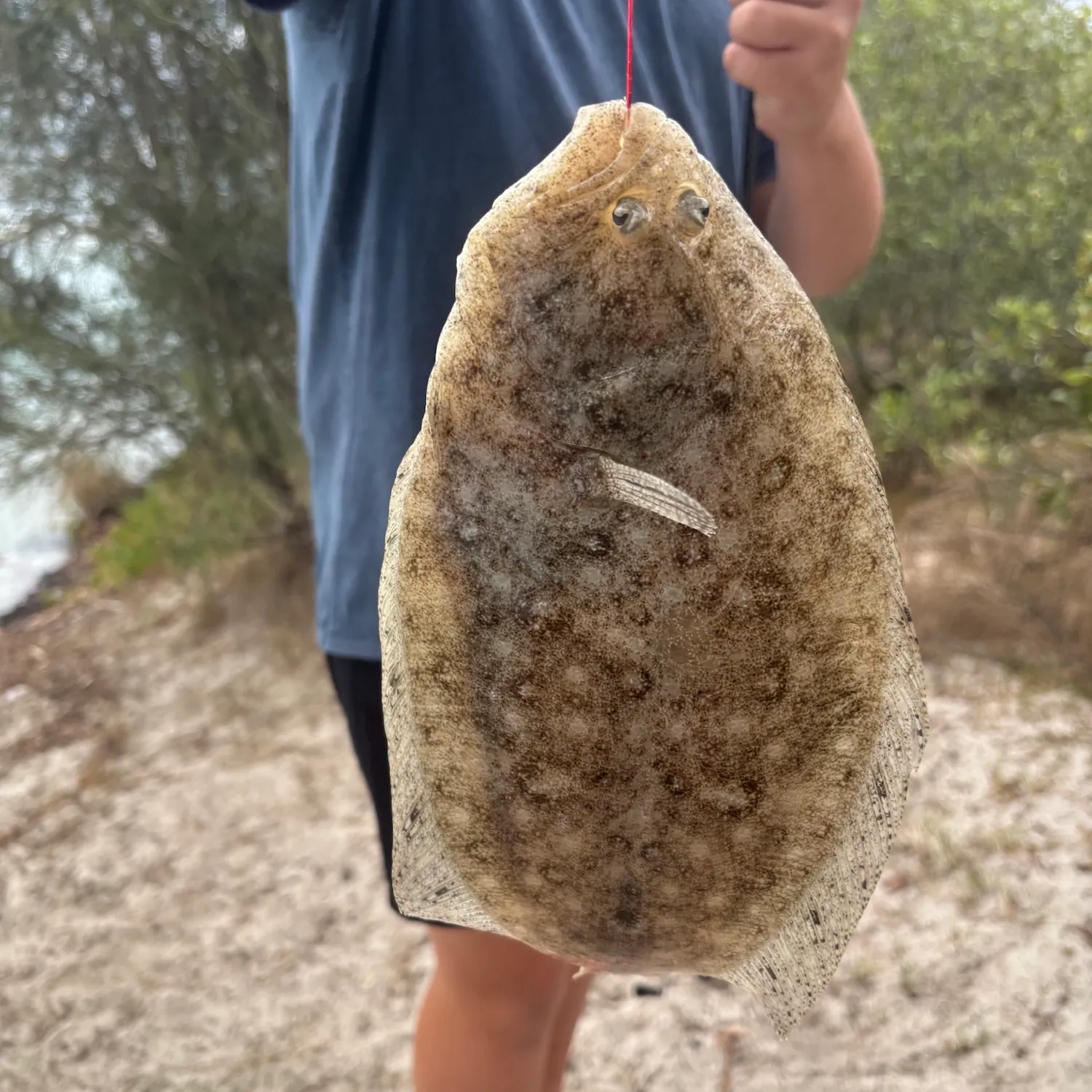 Summer flounder caught on Fishbrain