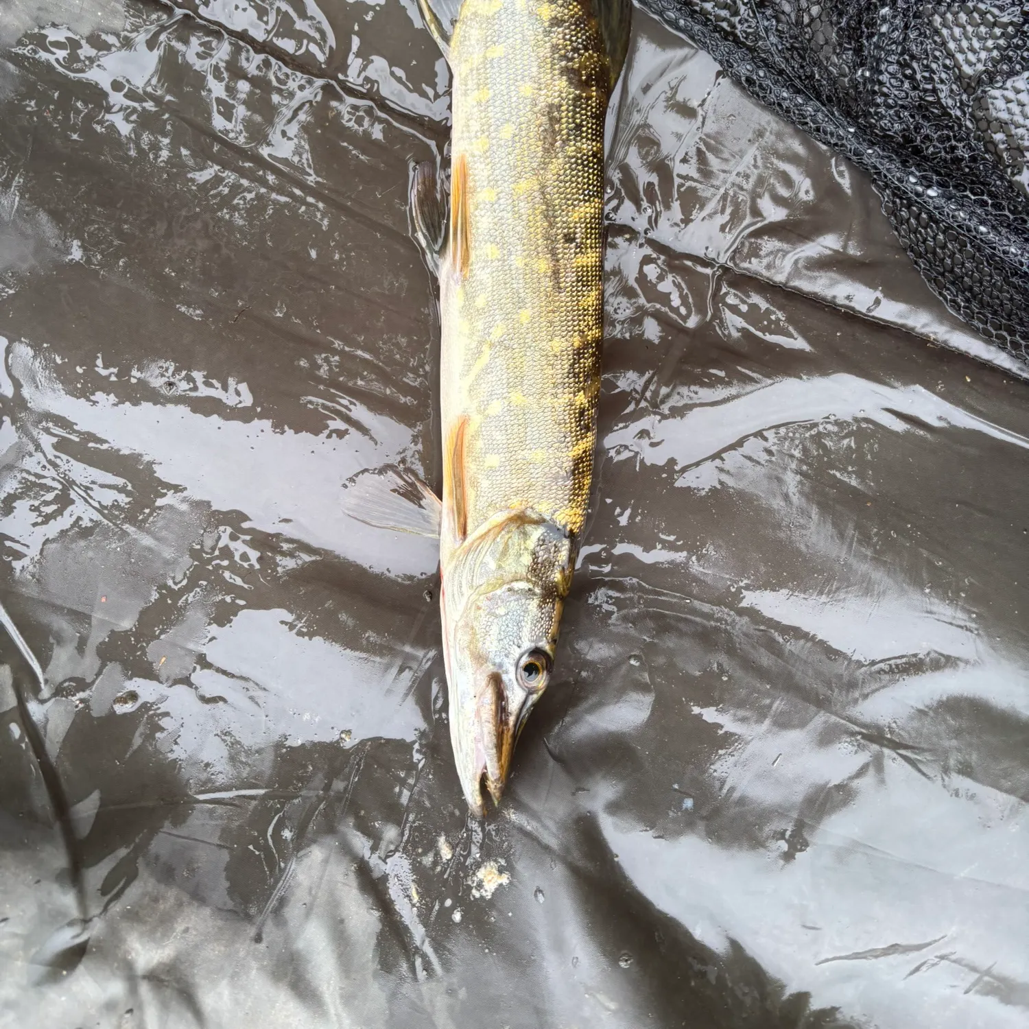 Northern pike caught on Fishbrain