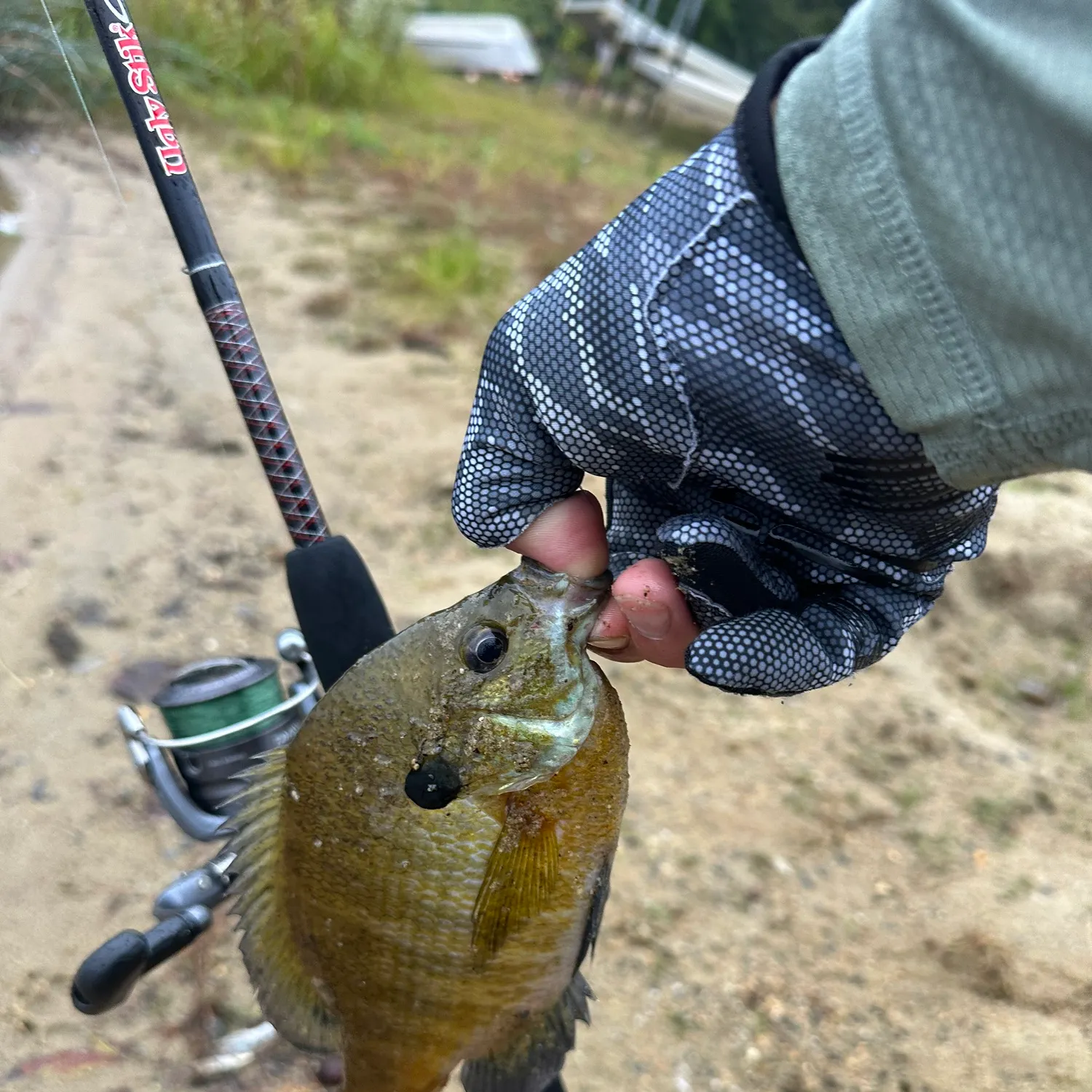 Bluegill caught on Fishbrain