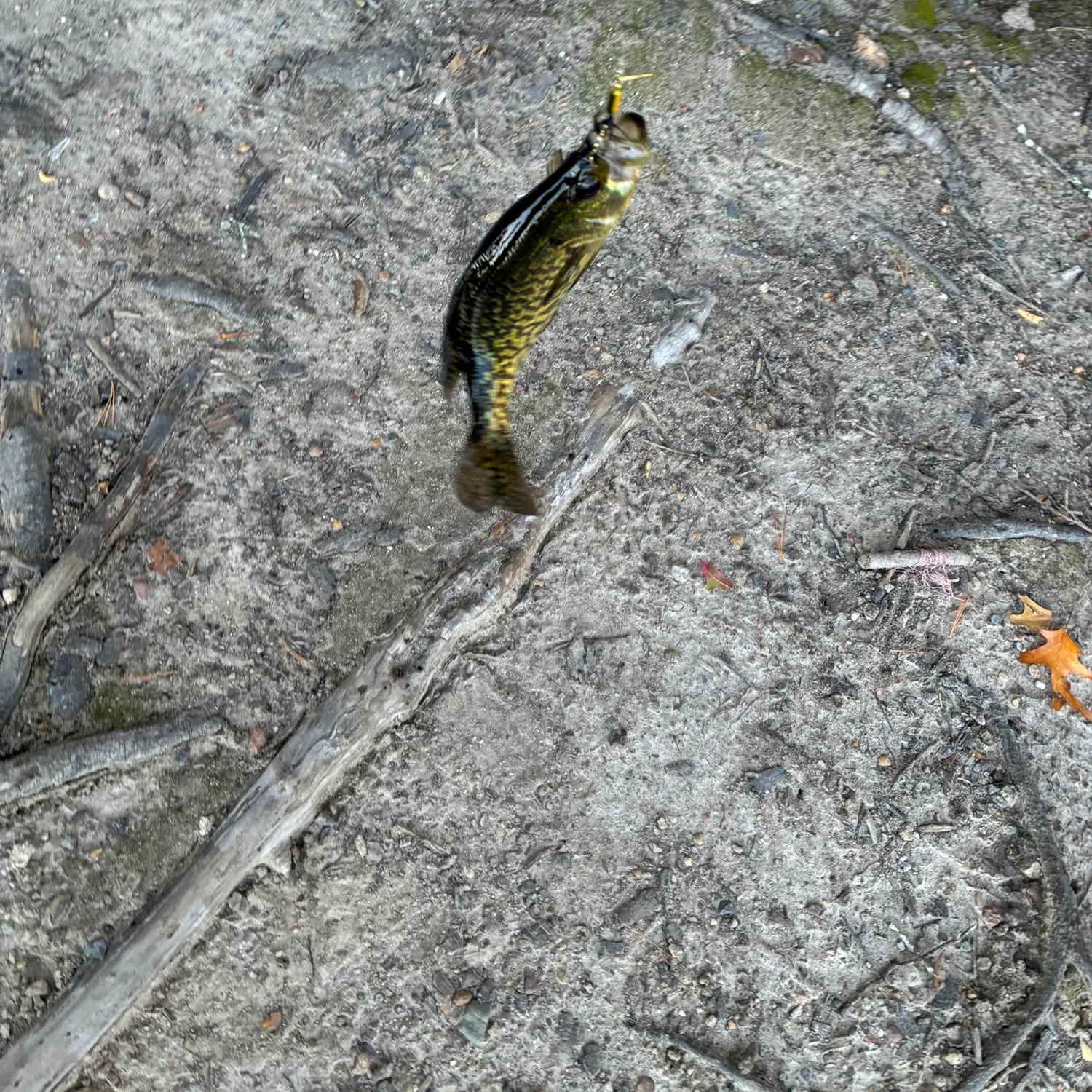 Black crappie caught on Fishbrain