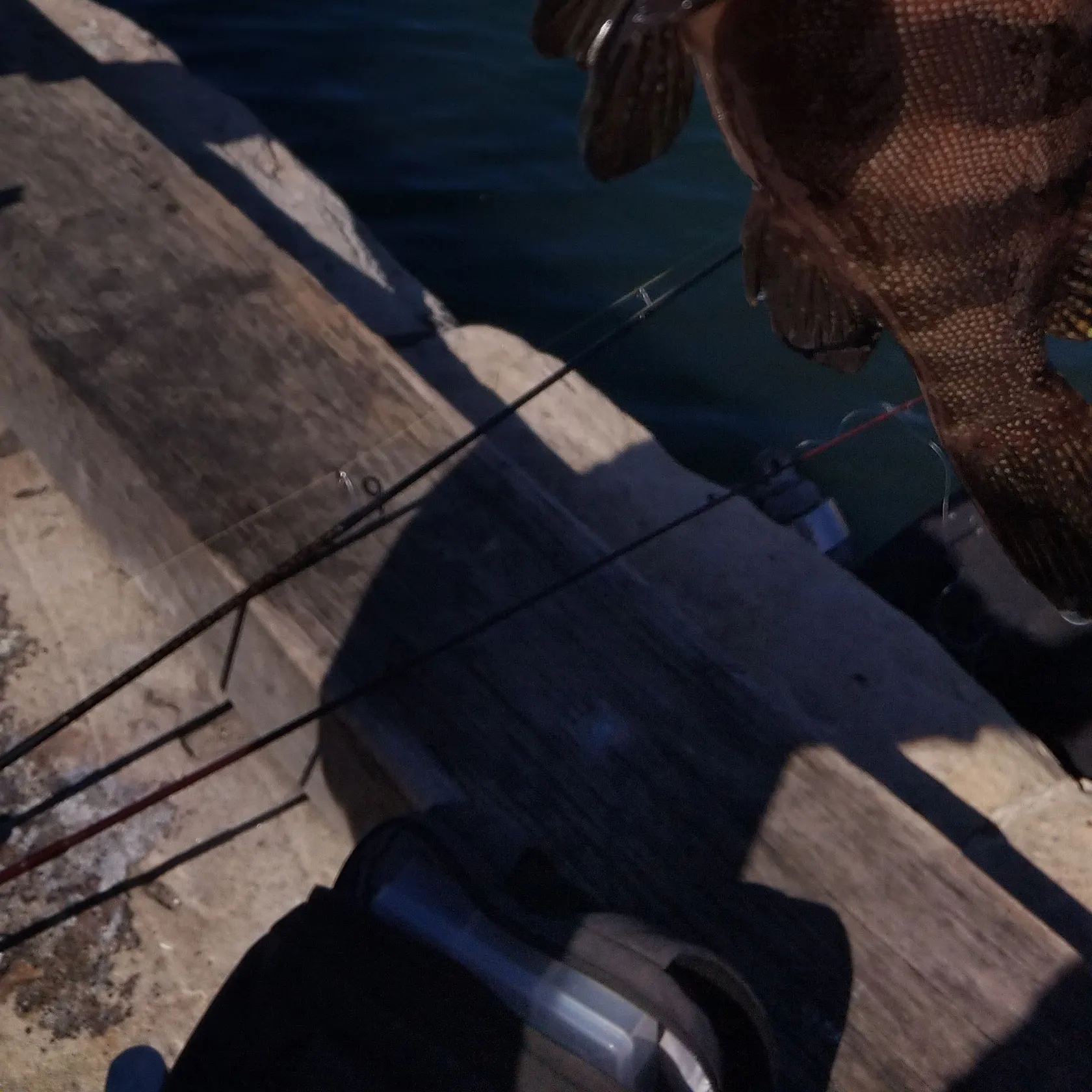 The most recent Orange-spotted grouper catches on Fishbrain