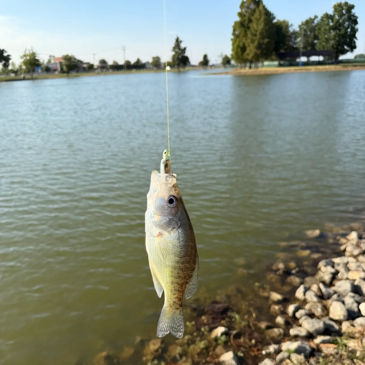 White crappie caught on Fishbrain