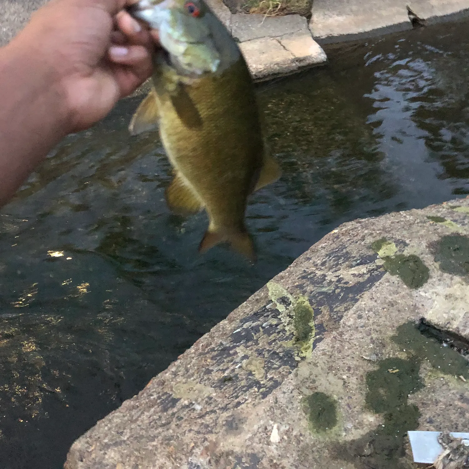 Smallmouth bass caught on Fishbrain