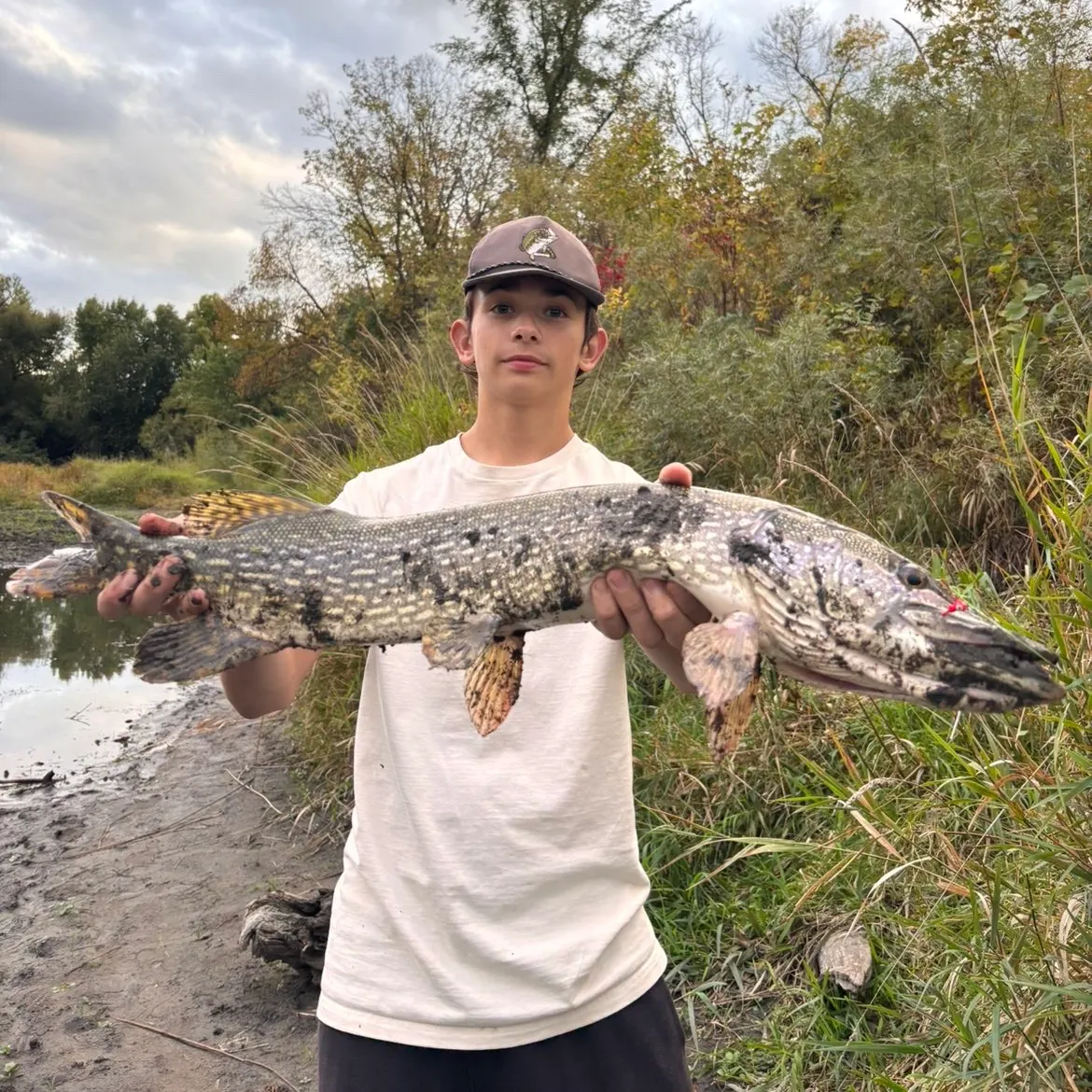 Northern pike caught on Fishbrain