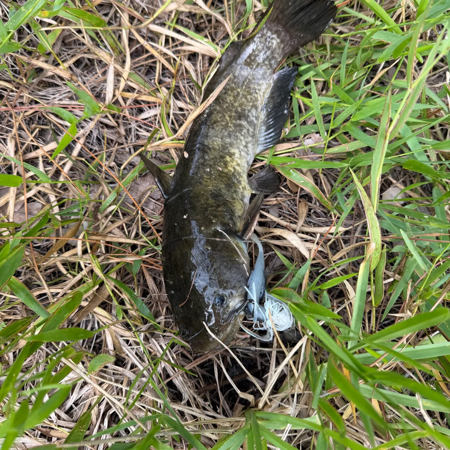 Brown bullhead caught on Fishbrain