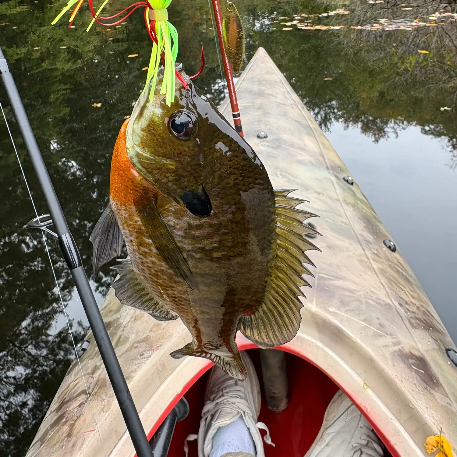 Redbreast sunfish caught on Fishbrain