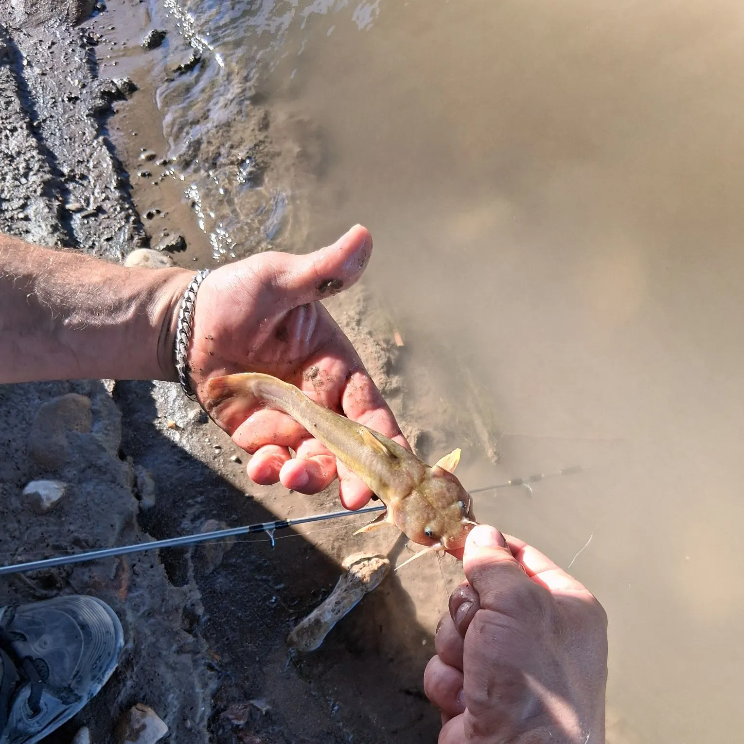 The most recent Stonecat catches on Fishbrain