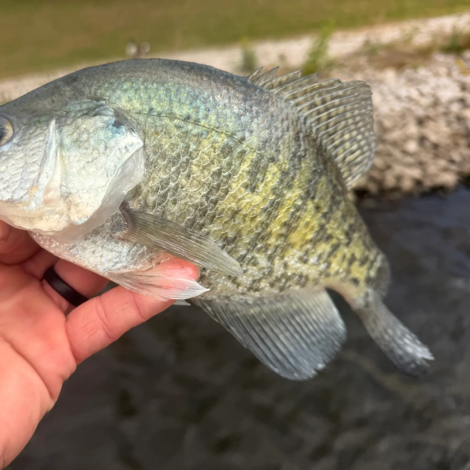 White crappie caught on Fishbrain