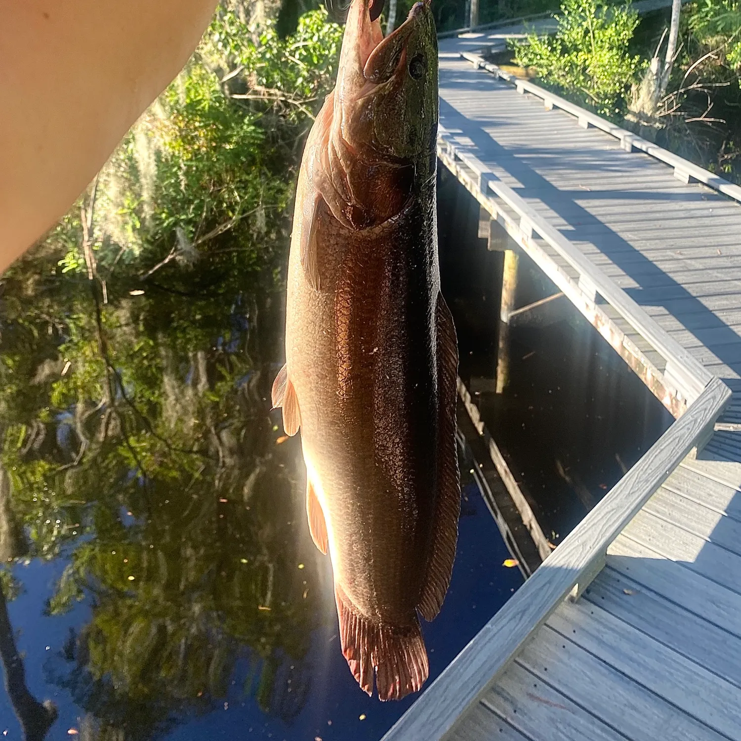 Ruddy bowfin caught on Fishbrain
