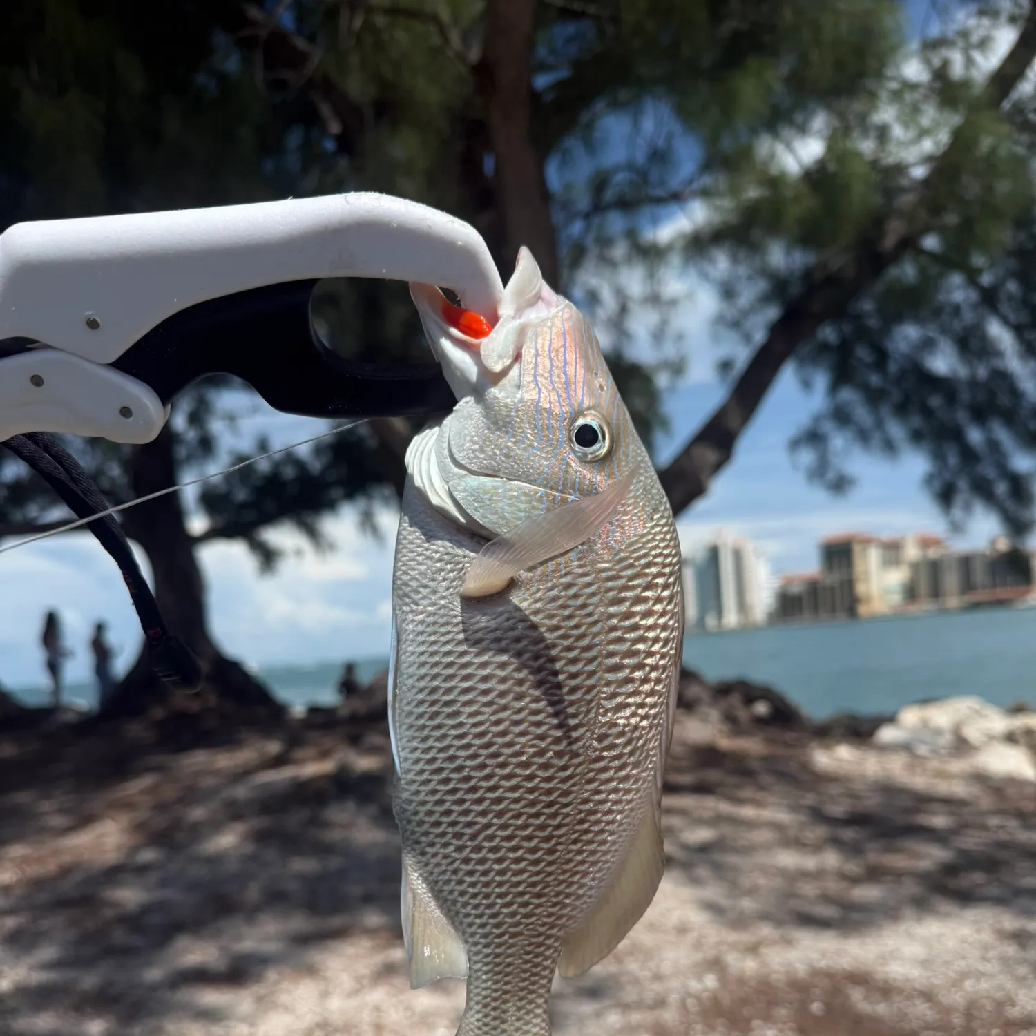 The most recent White grunt catches on Fishbrain