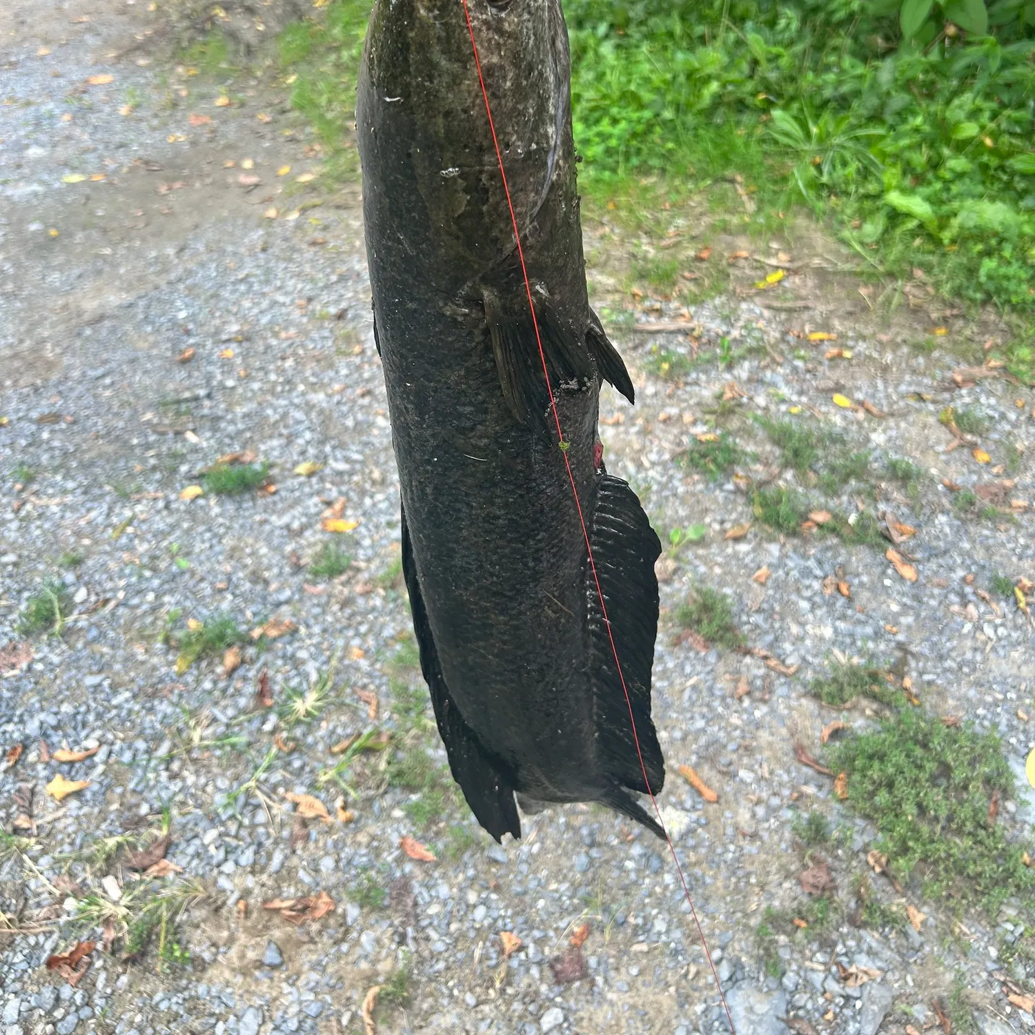 Northern snakehead caught on Fishbrain