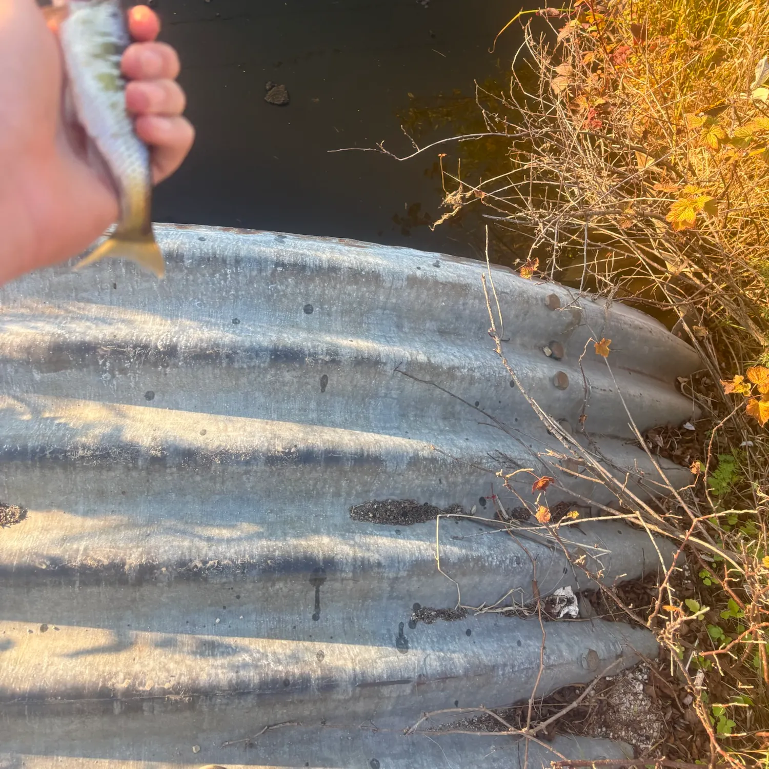Common shiner caught on Fishbrain