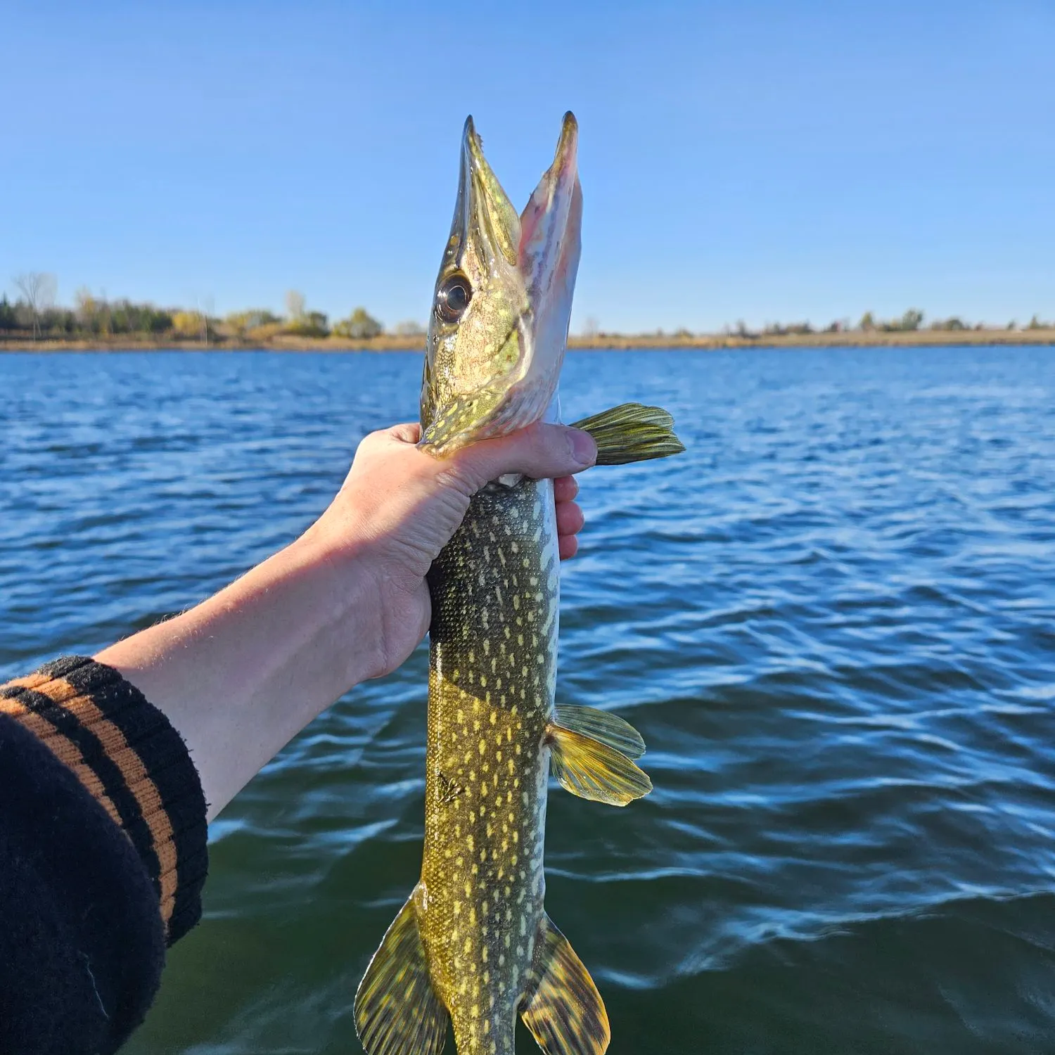 Northern pike caught on Fishbrain