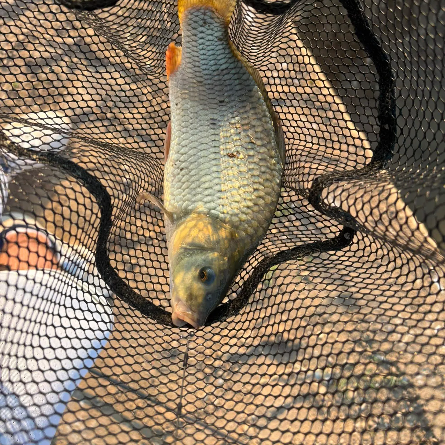 Common carp caught on Fishbrain