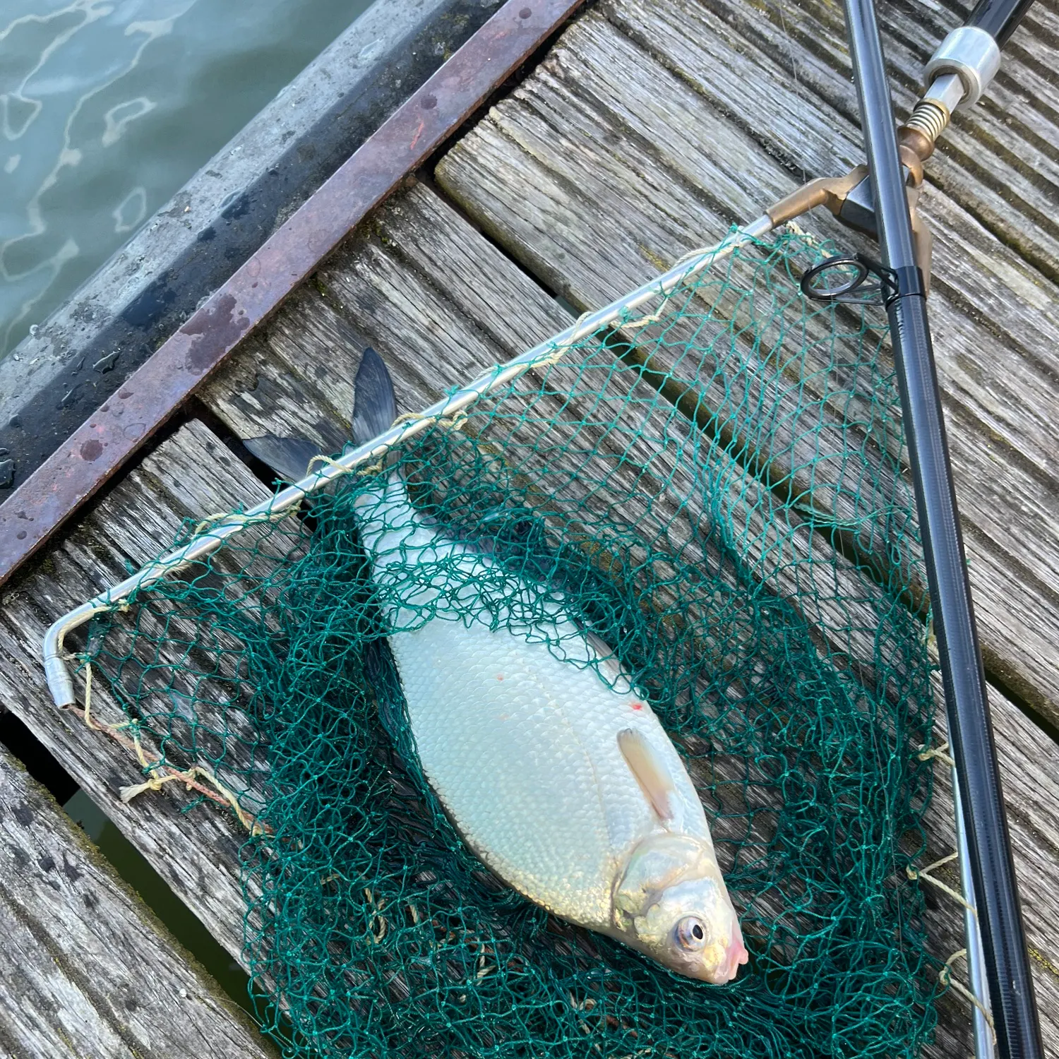 Common bream caught on Fishbrain