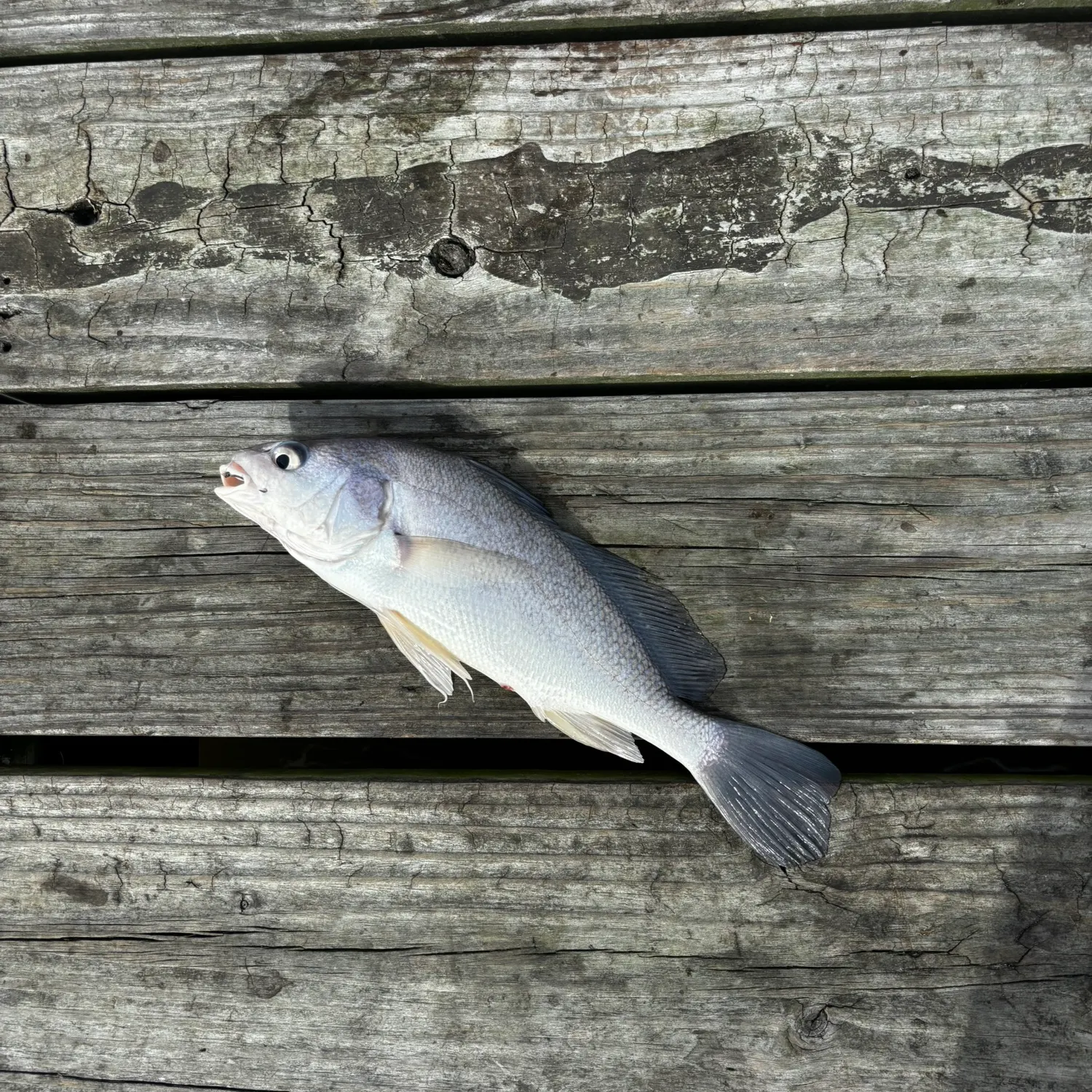The most recent Freshwater drum catches on Fishbrain