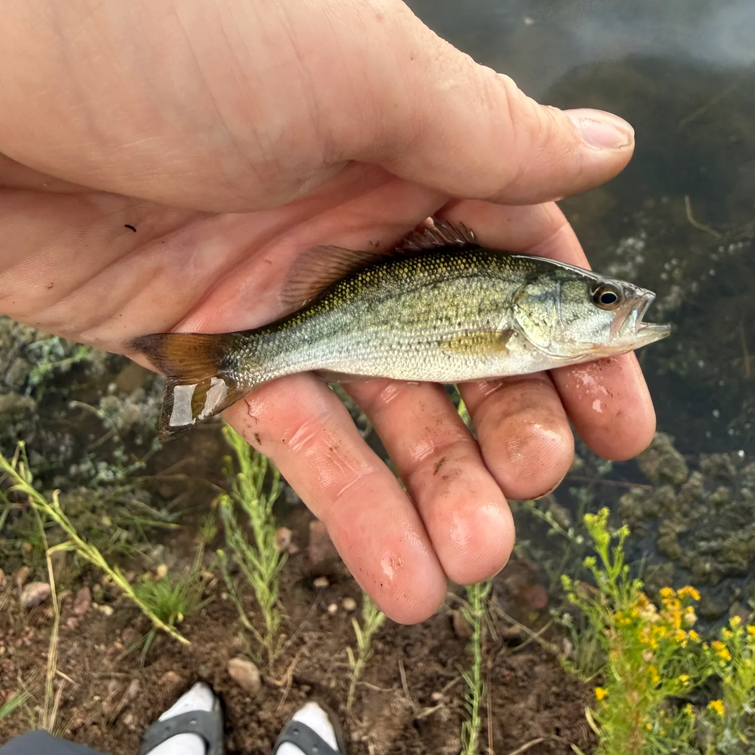 Spotted bass caught on Fishbrain