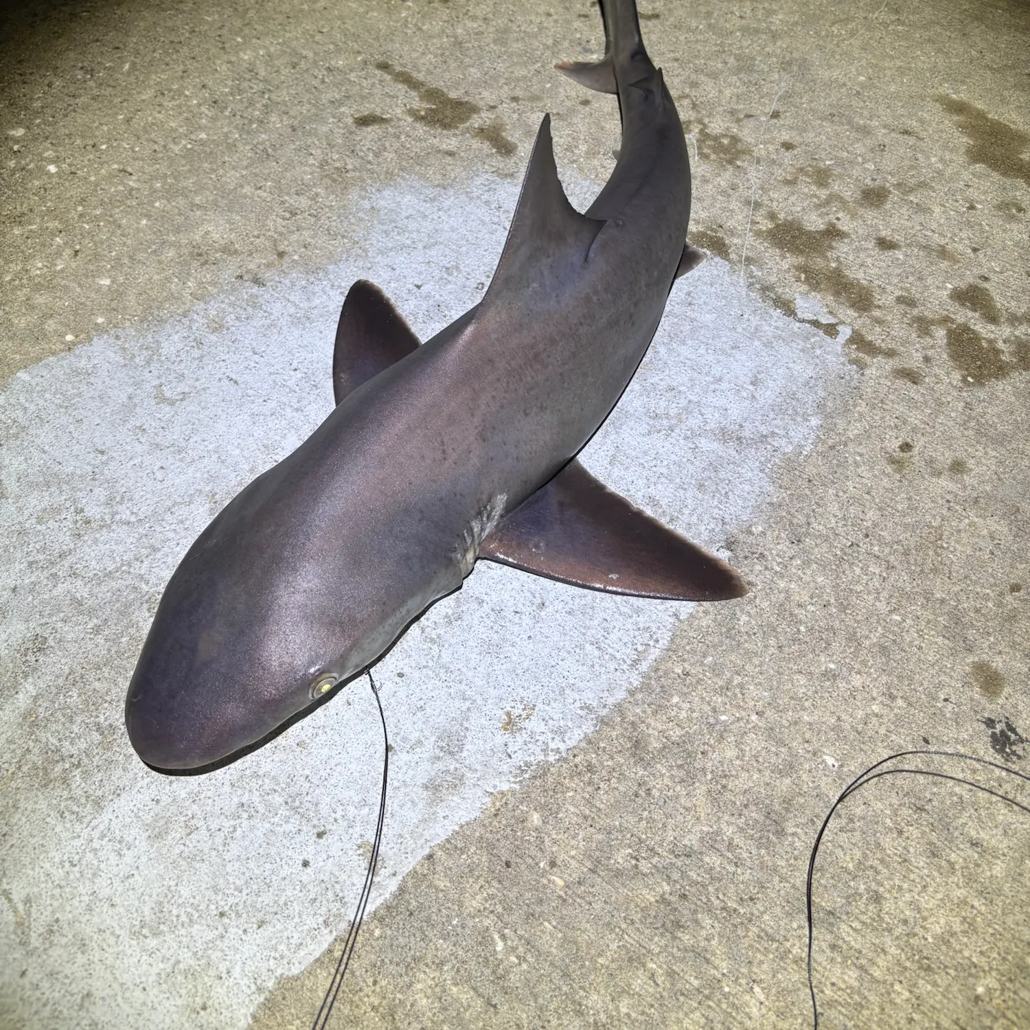 The most recent Sandbar shark catches on Fishbrain