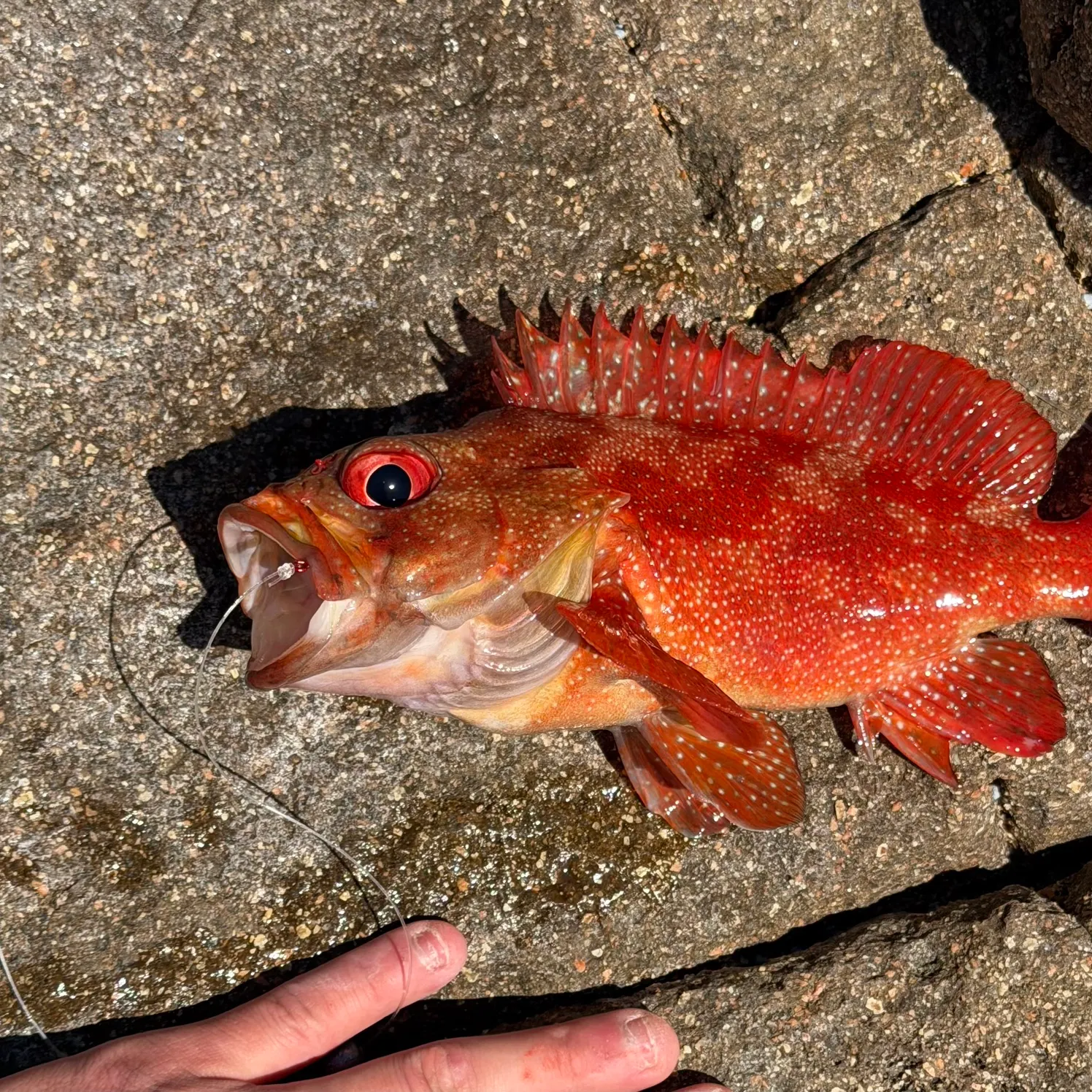 Blacktip grouper caught on Fishbrain
