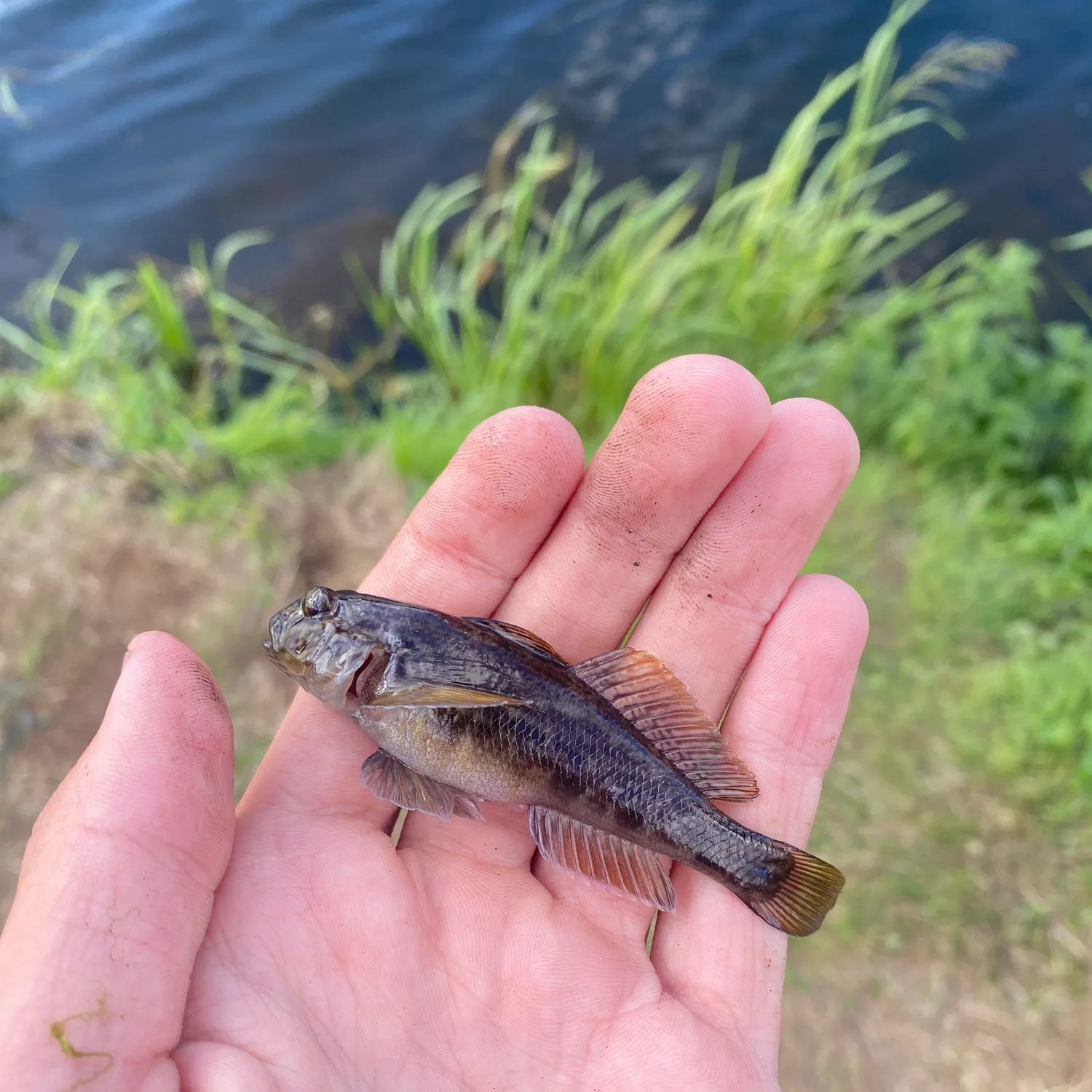 The most recent Round goby catches on Fishbrain